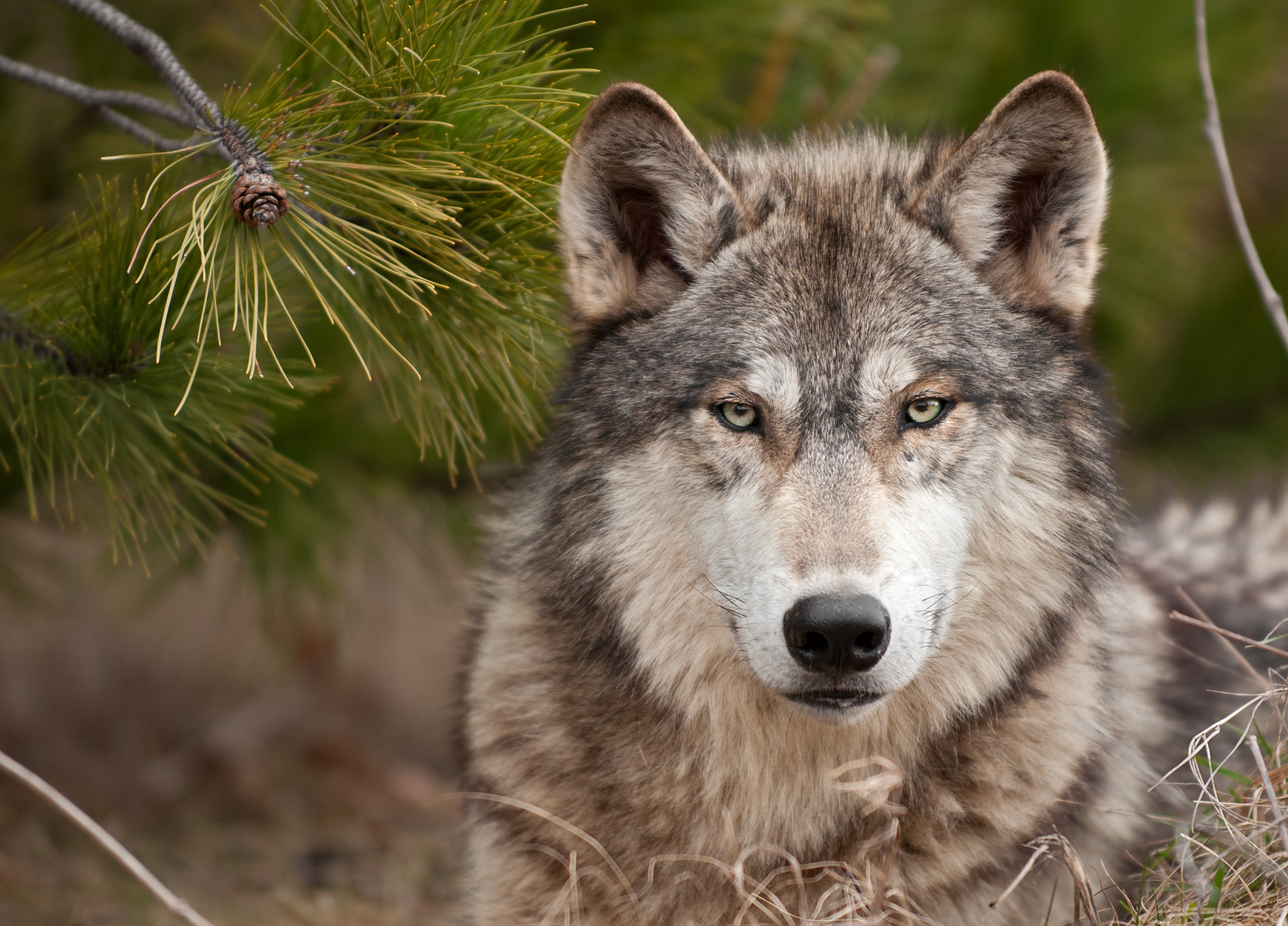 144860 Bild herunterladen wolf, tiere, schnauze, raubtier, predator, wolle - Hintergrundbilder und Bildschirmschoner kostenlos