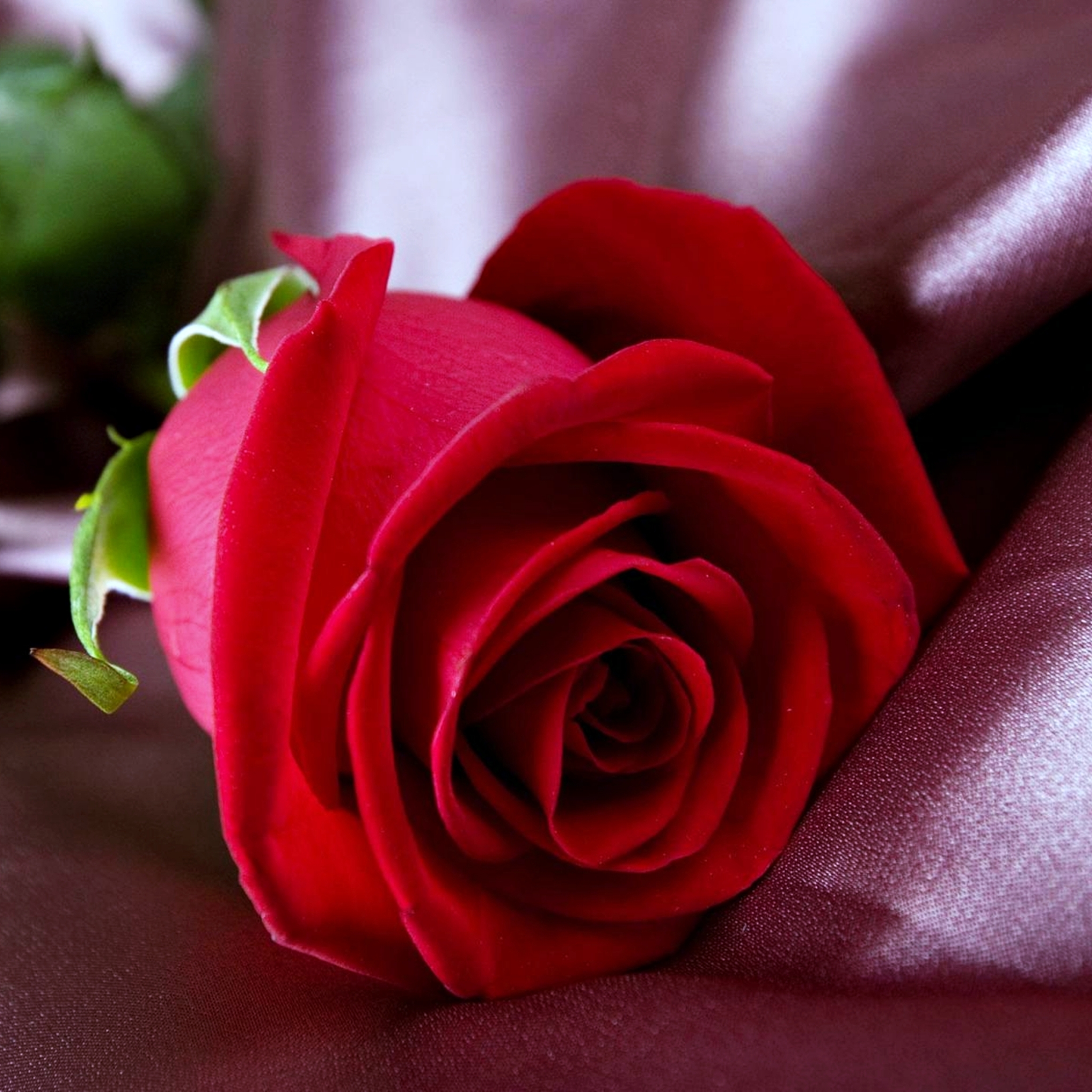 Скачать обои бесплатно Цветок, Роза, Весна, Красная Роза, Красный Цветок, Земля/природа, Флауэрсы картинка на рабочий стол ПК