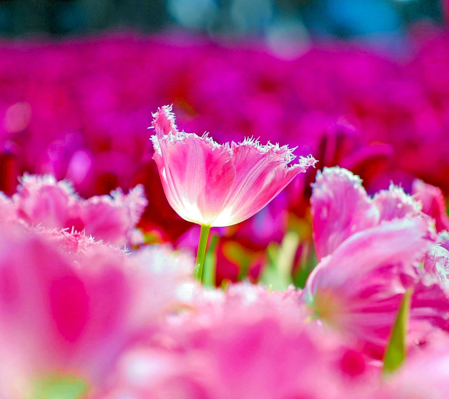 Descarga gratuita de fondo de pantalla para móvil de Naturaleza, Flores, Flor, Flor Rosa, Vistoso, Primavera, Tulipán, Tierra/naturaleza.