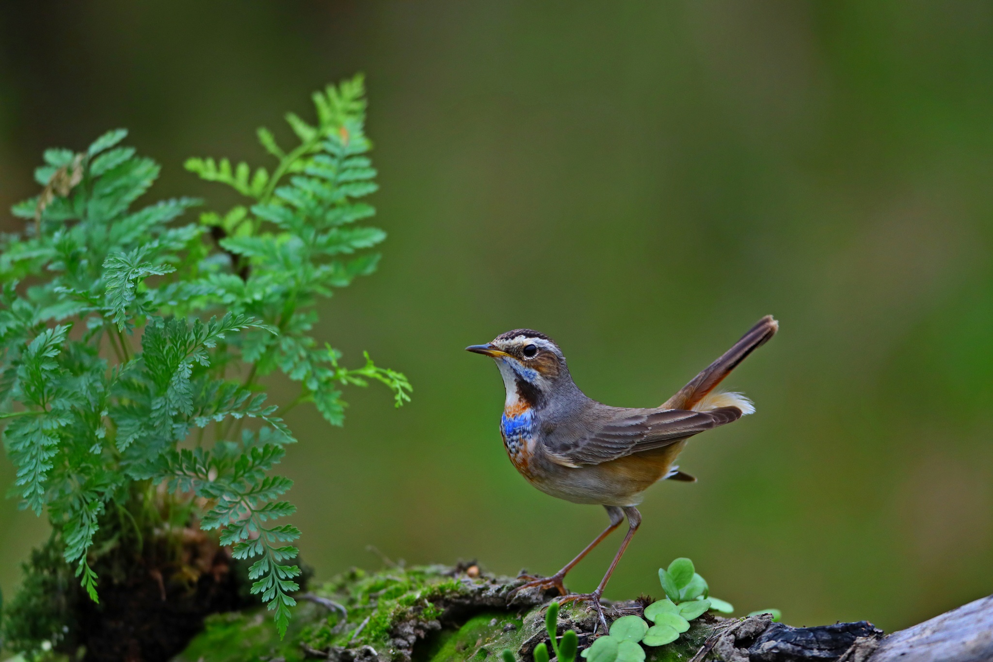 498602 Papéis de parede e Garganta Azul imagens na área de trabalho. Baixe os protetores de tela  no PC gratuitamente