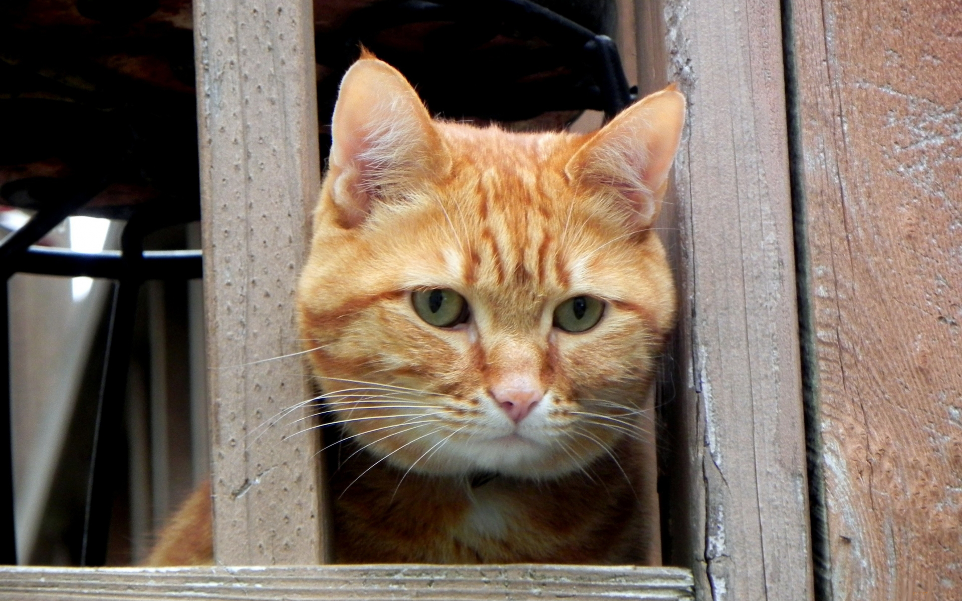 Baixar papel de parede para celular de Animais, Gatos, Gato gratuito.