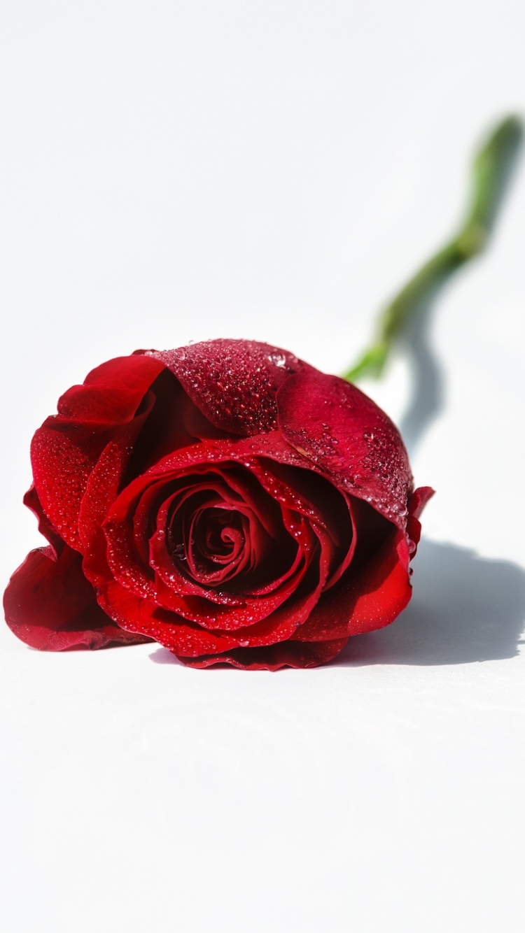 Baixar papel de parede para celular de Flores, Rosa, Flor, Rosa Vermelha, Flor Vermelha, Terra/natureza gratuito.