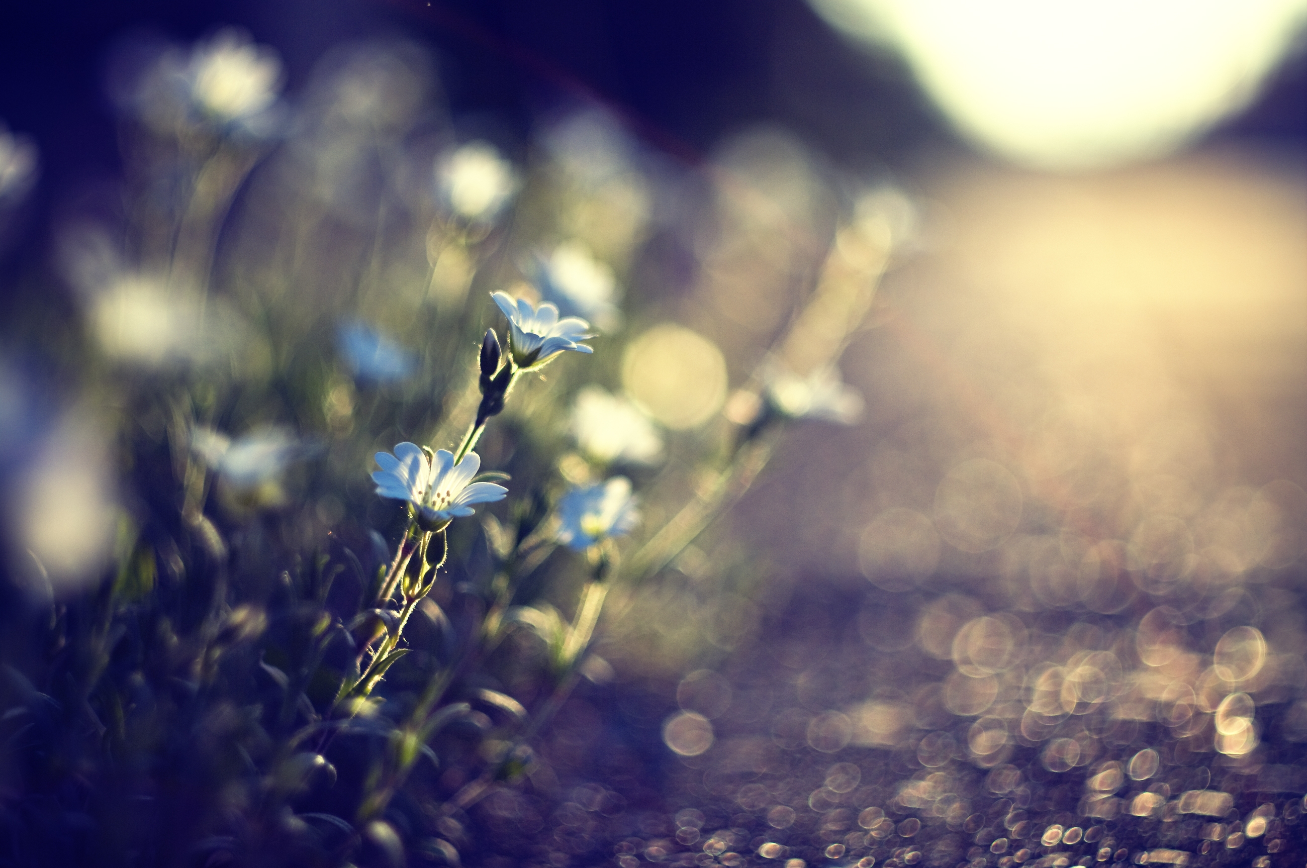 Download mobile wallpaper Macro, Glare, Flowers, Grass, Background for free.