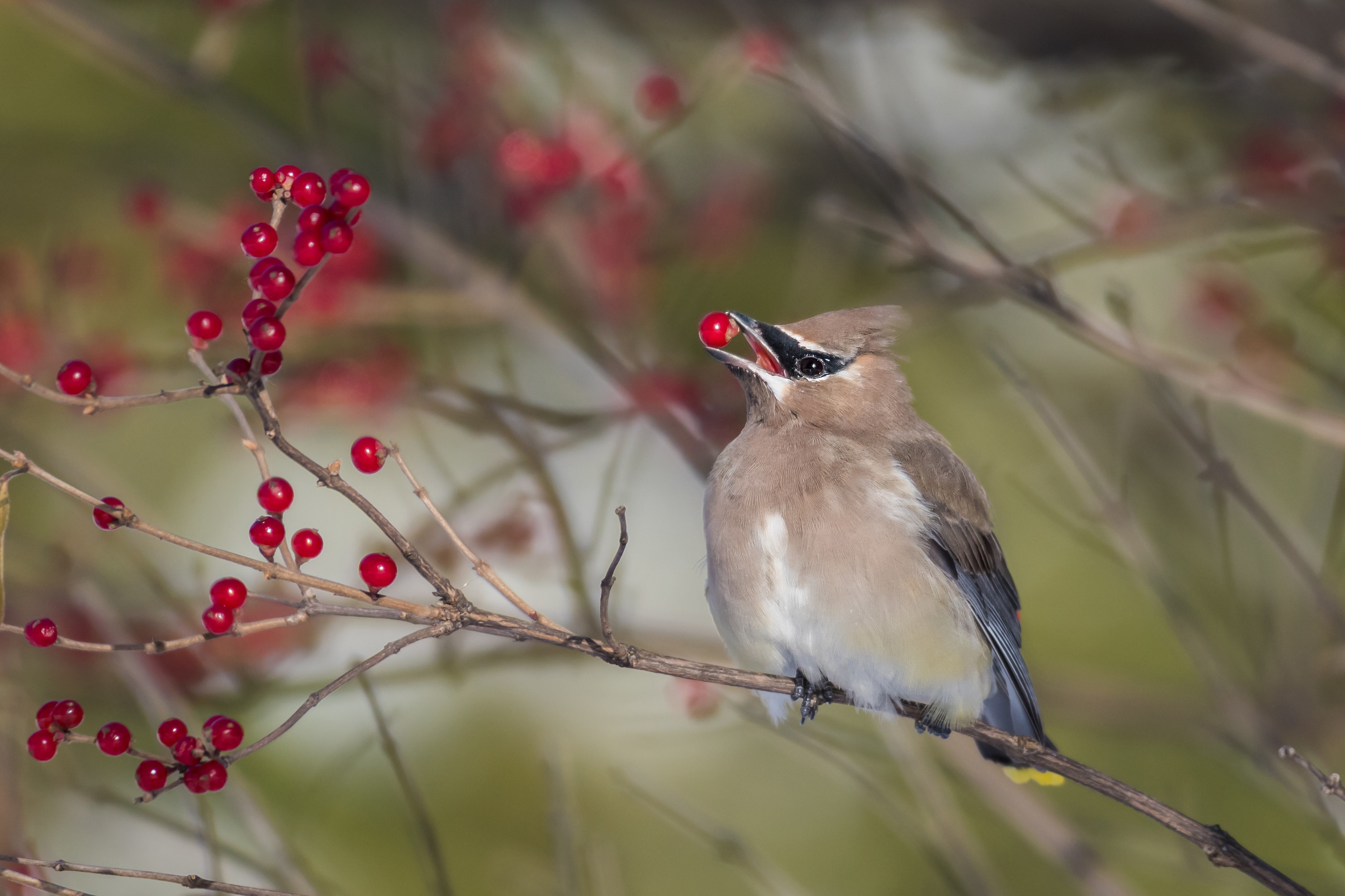 Download mobile wallpaper Birds, Bird, Berry, Animal, Waxwing for free.