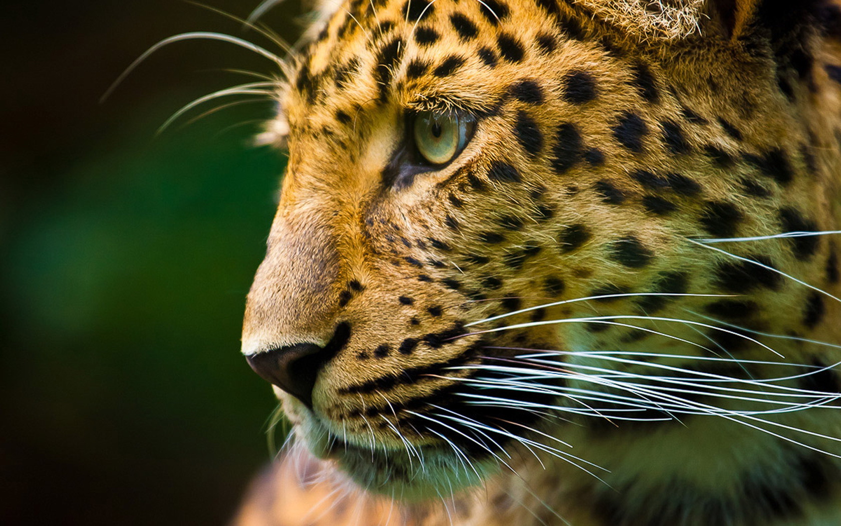 Descarga gratuita de fondo de pantalla para móvil de Animales, Gatos, Leopardo.