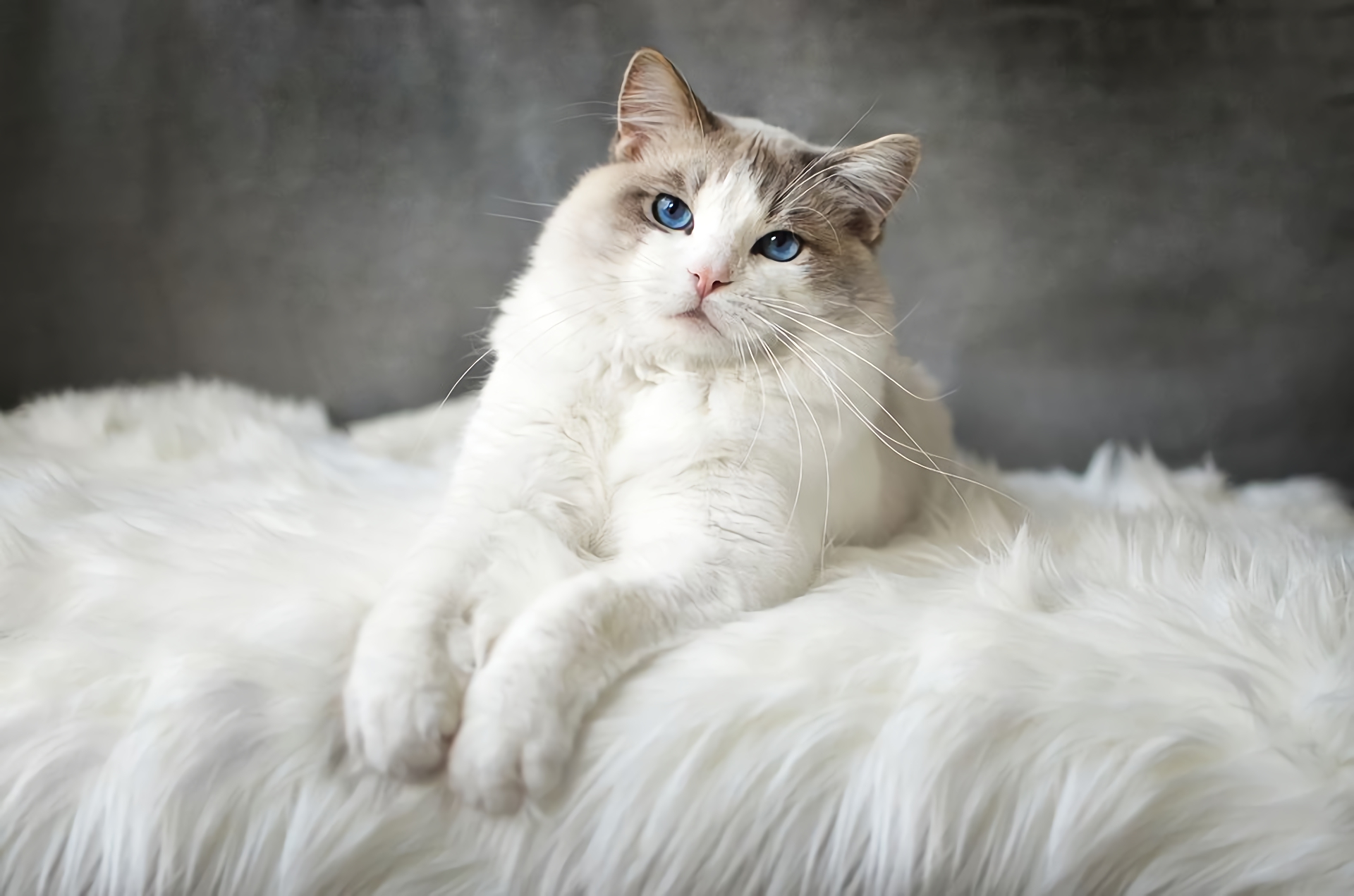 Download mobile wallpaper Cats, Cat, Animal, Blue Eyes for free.