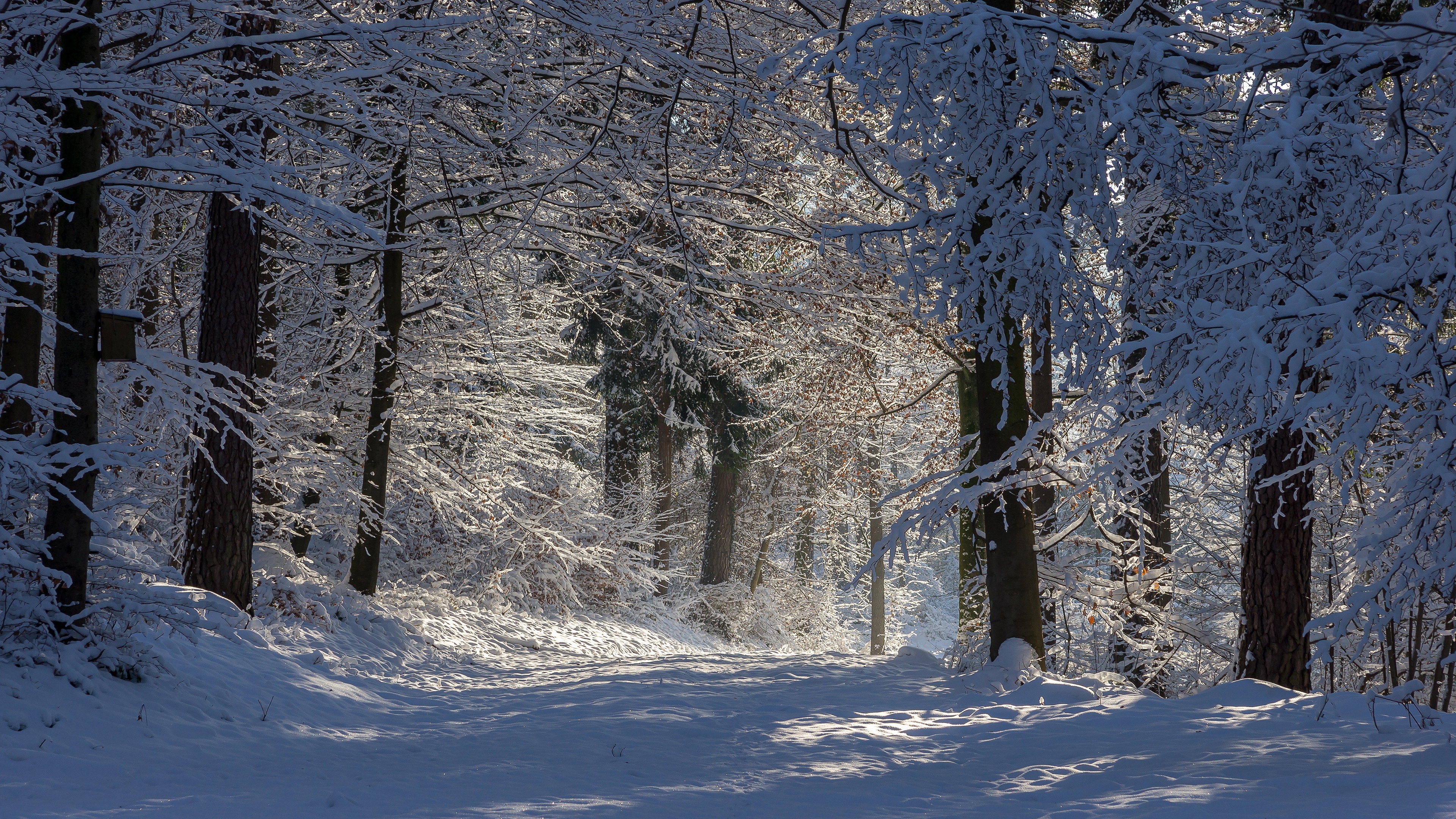 Скачать обои бесплатно Зима, Снег, Лес, Мороз, Дорожка, Ствол, Земля/природа картинка на рабочий стол ПК