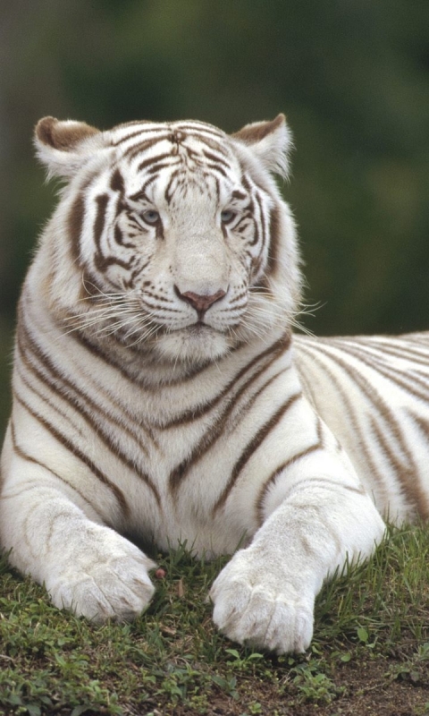 Download mobile wallpaper Cats, Animal, Tiger for free.