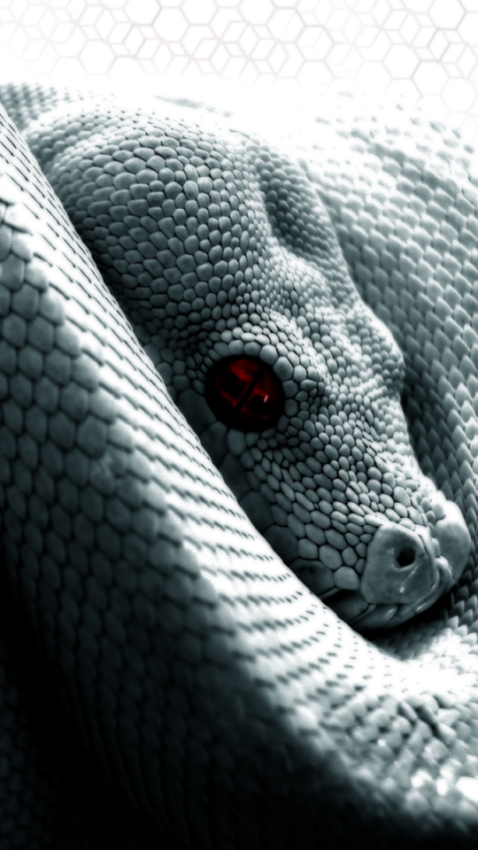 Скачати мобільні шпалери Тварина, Рептилія, Змія, Рептилії, Python безкоштовно.