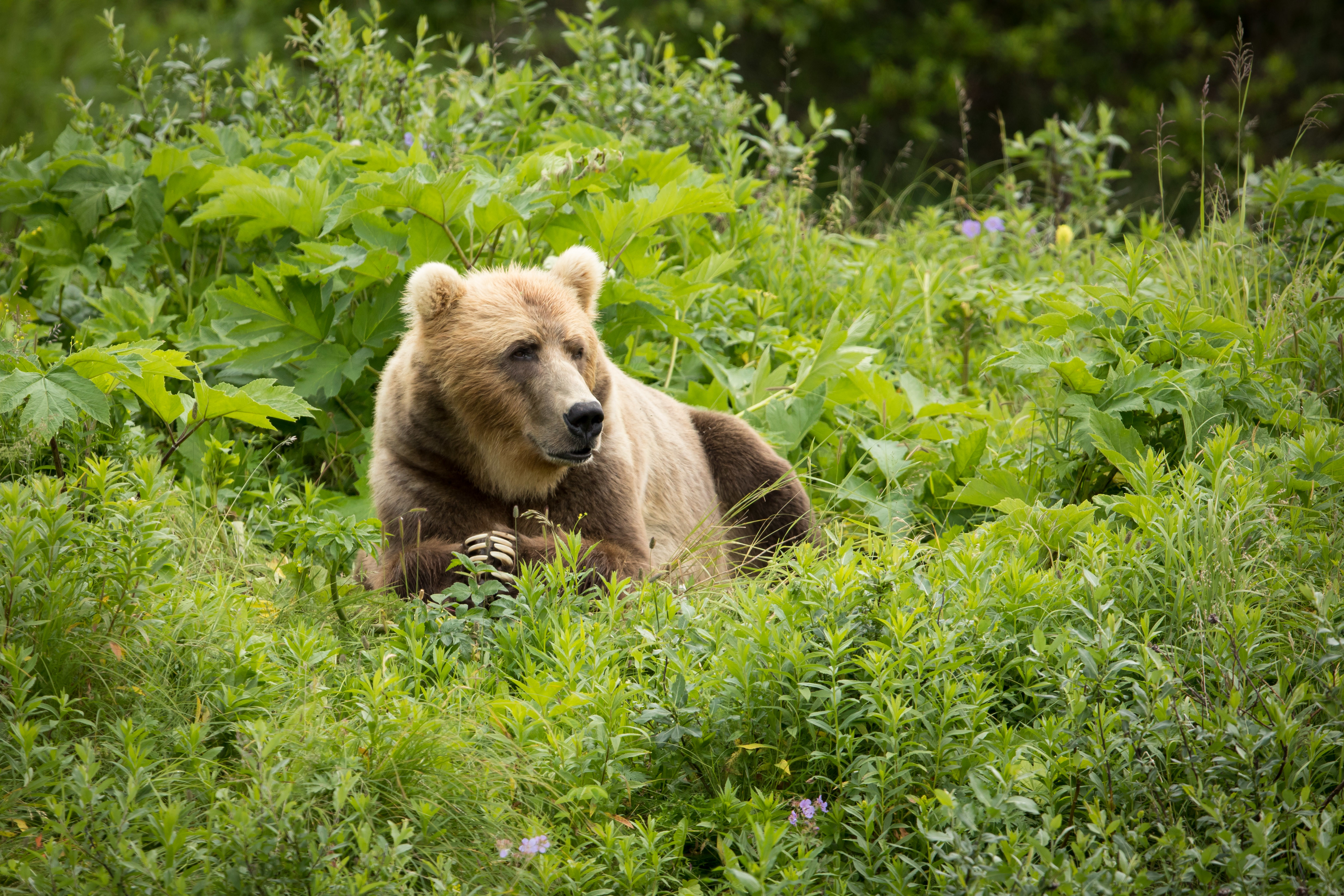 Free download wallpaper Grass, Bear, Predator, Brown Bear, Animals on your PC desktop