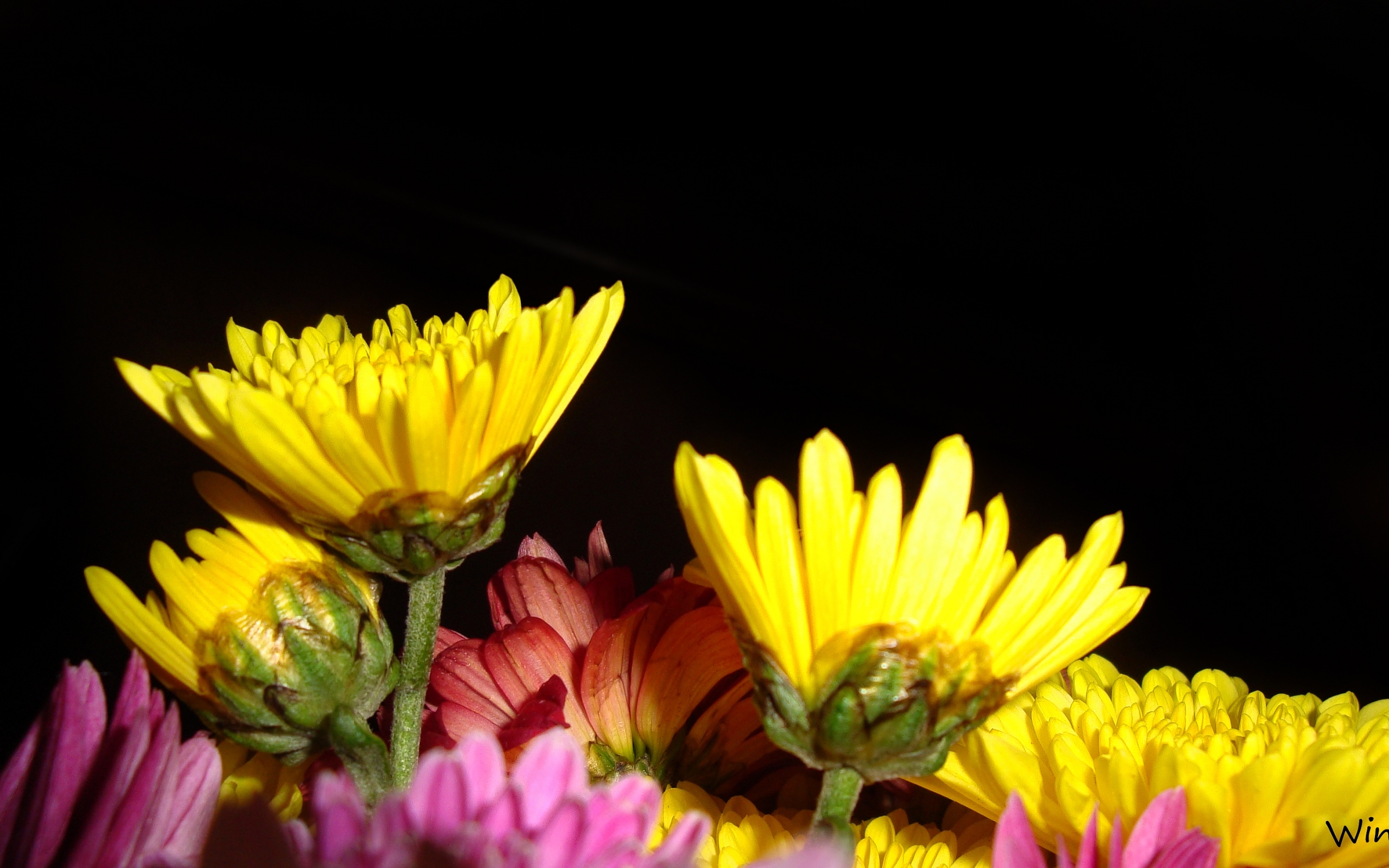 Скачати мобільні шпалери Квіти, Рослини безкоштовно.