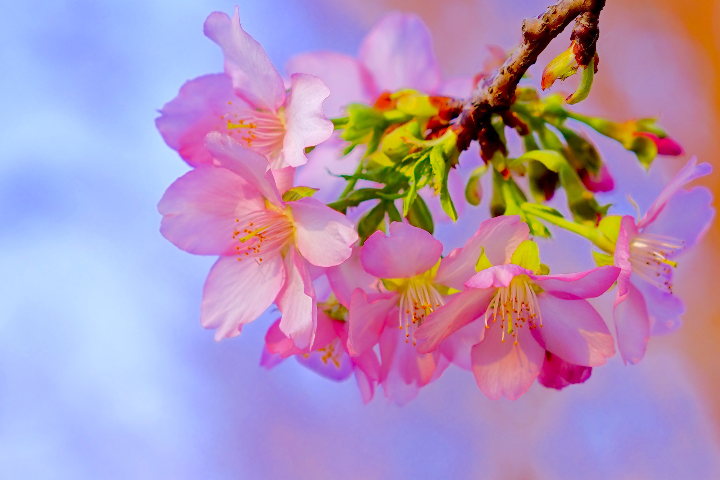 Download mobile wallpaper Flowers, Flower, Close Up, Earth, Blossom, Pink Flower for free.