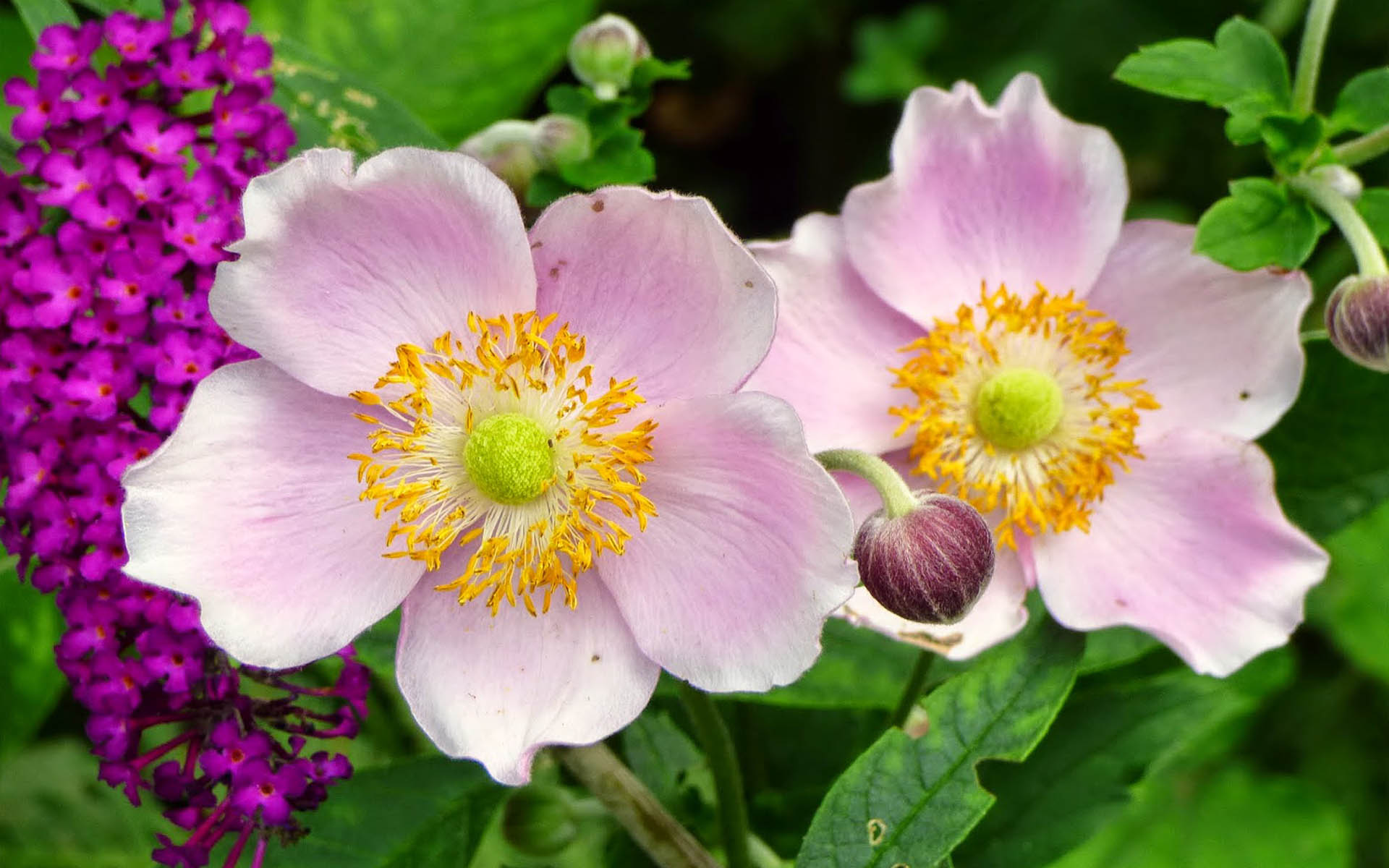 Téléchargez gratuitement l'image Fleurs, Fleur, Anémone, Terre/nature, Fleur Rose sur le bureau de votre PC