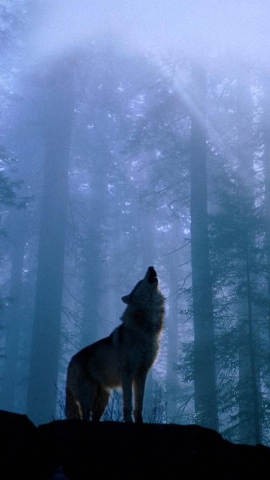 Download mobile wallpaper Nature, Forest, Tree, Fog, Wolf, Animal, Sunbeam, Howling, Wolves, Sunbean for free.
