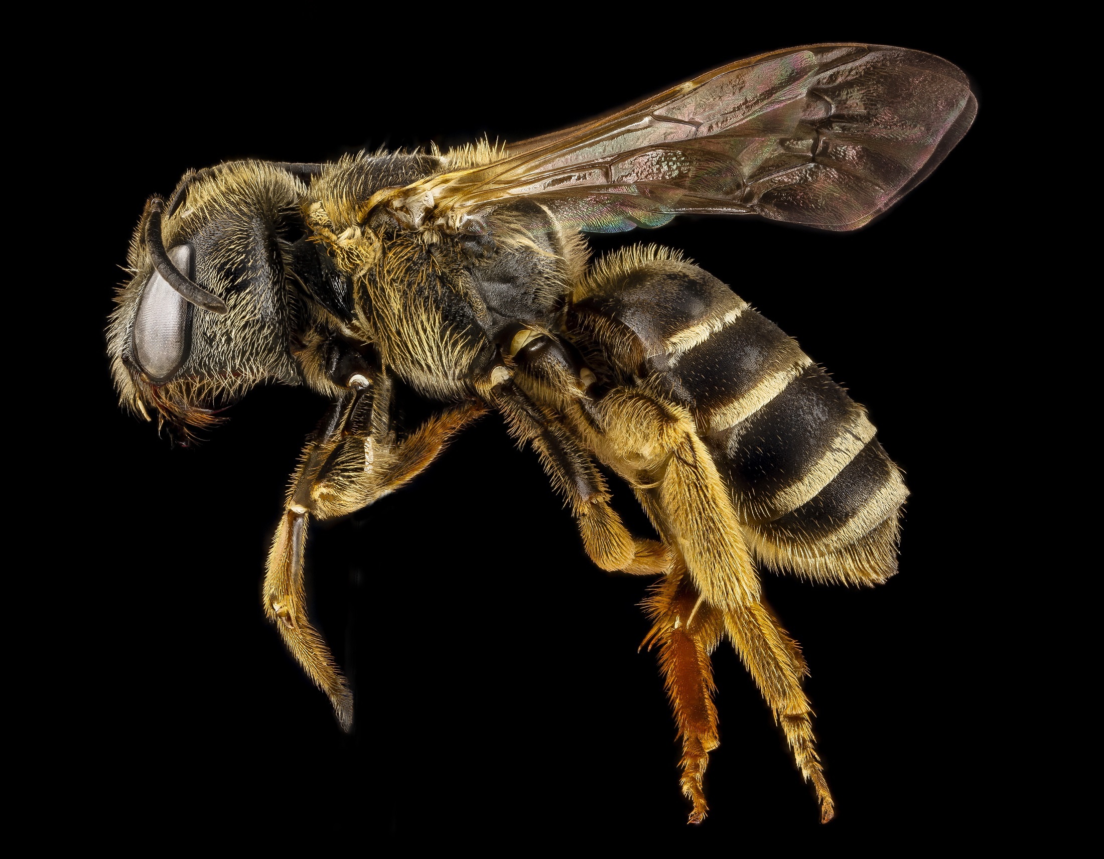 Laden Sie das Tiere, Insekten, Makro, Insekt, Biene, Nahansicht-Bild kostenlos auf Ihren PC-Desktop herunter