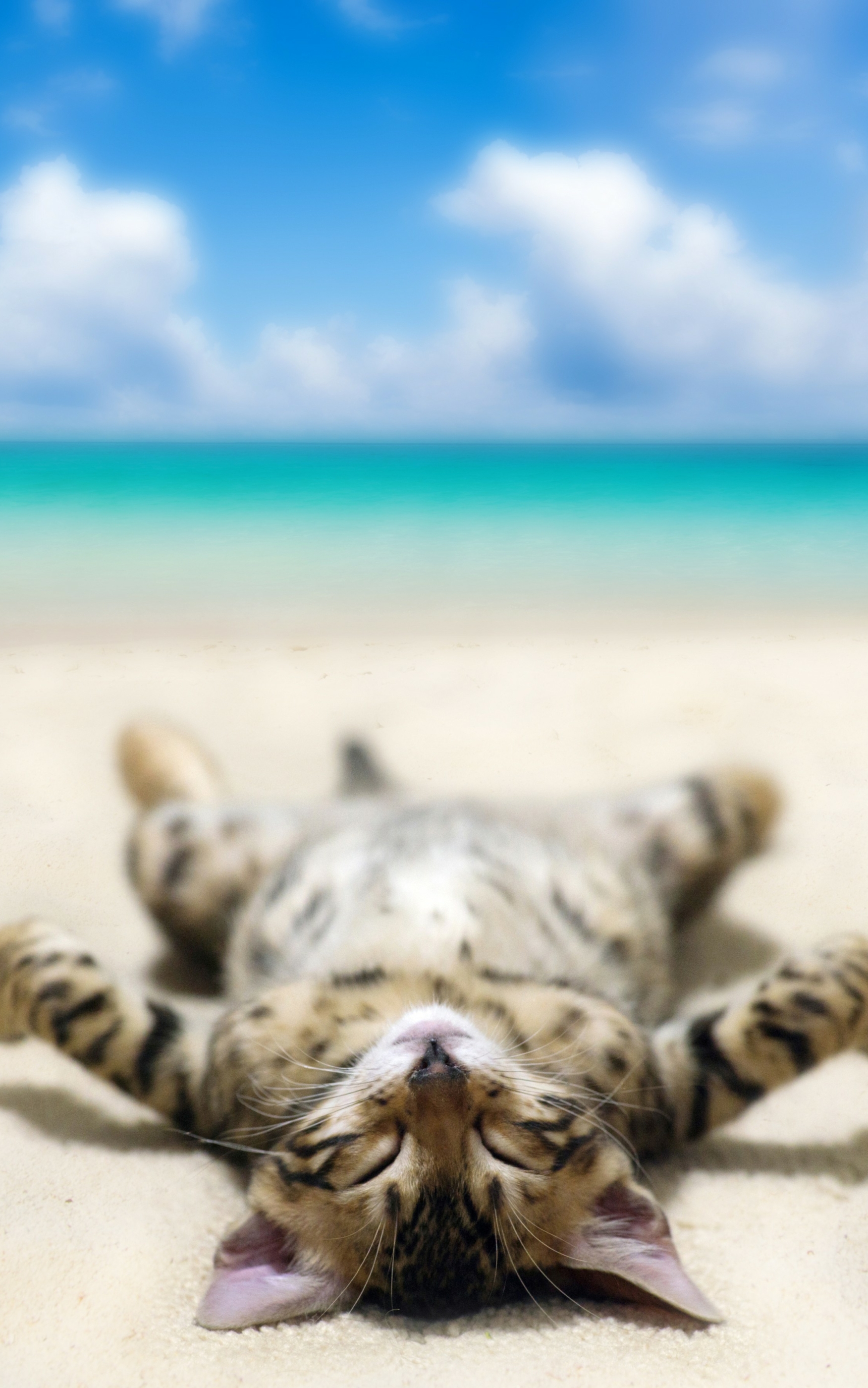 Free download wallpaper Cats, Cat, Humor, Lying Down on your PC desktop