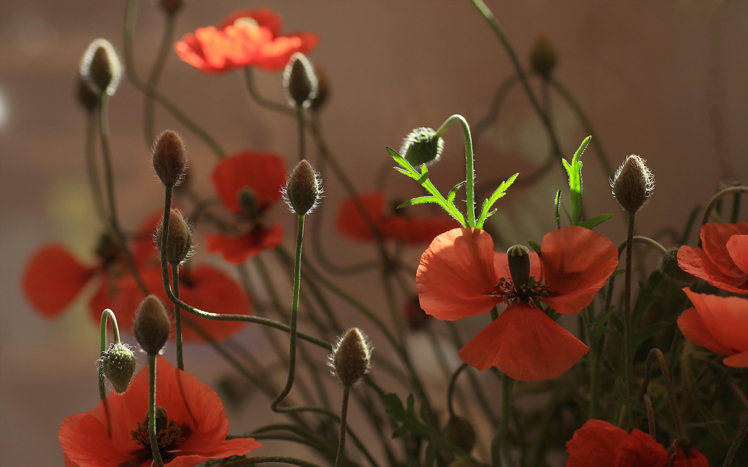 Free download wallpaper Flowers, Earth, Poppy on your PC desktop