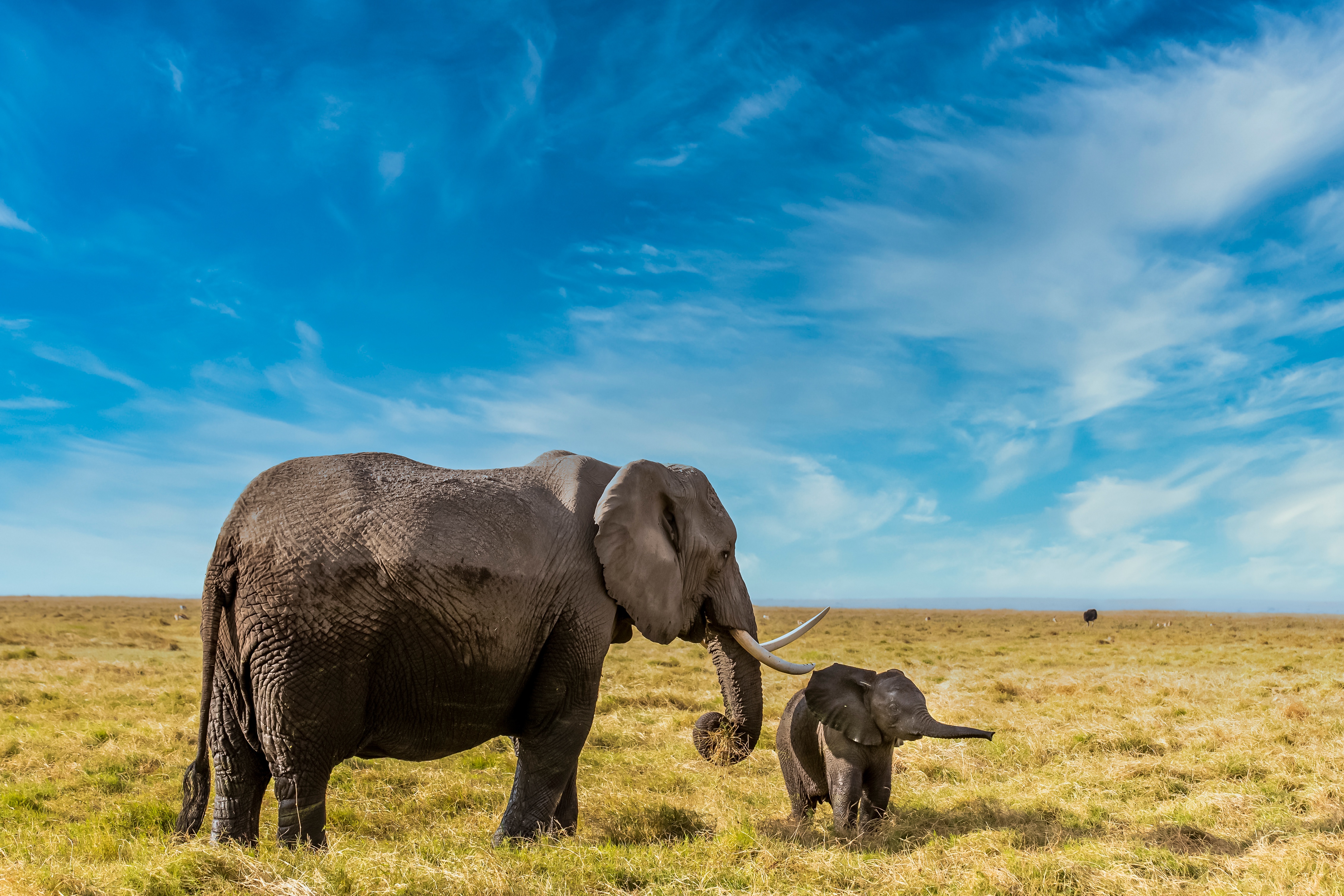 Скачать обои бесплатно Животные, Саванна, Слоны, Африканский Слон, Детеныш Животного картинка на рабочий стол ПК