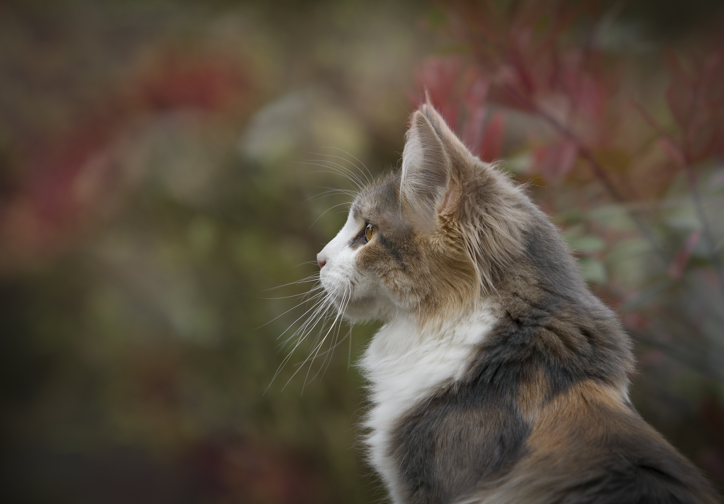 無料モバイル壁紙ネコ, 猫, 動物をダウンロードします。