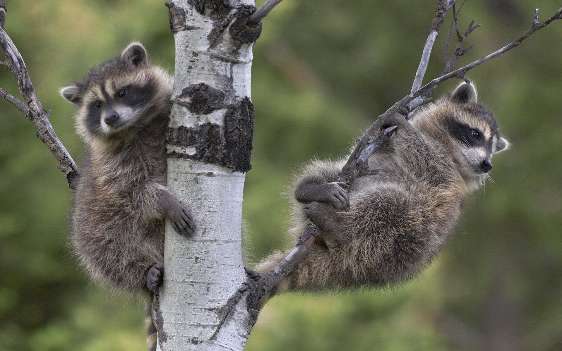 animals, raccoons, wood, sit, couple, pair, tree, branches