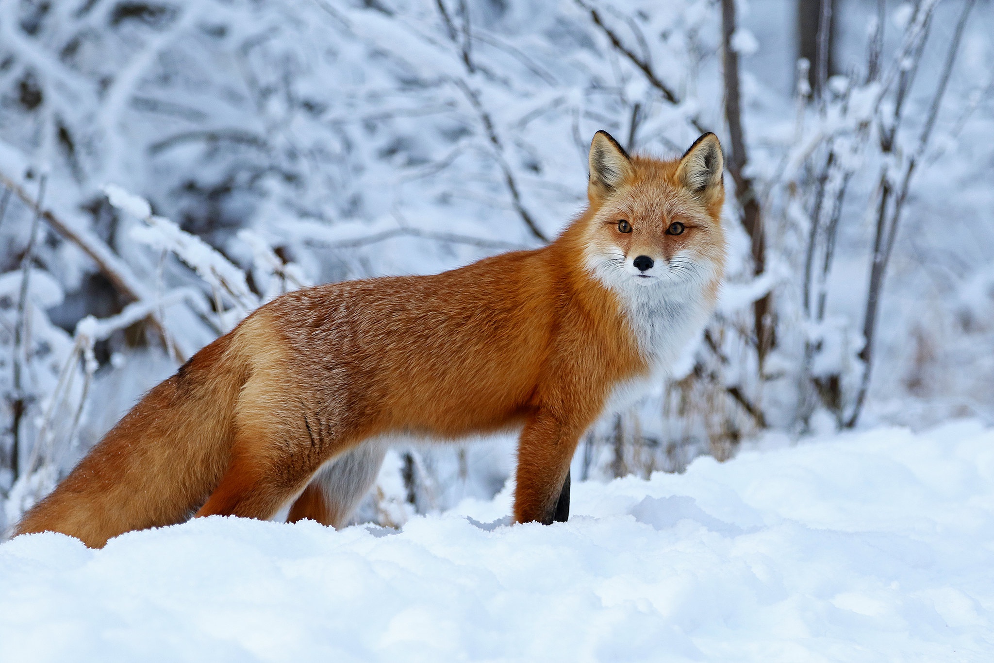 Download mobile wallpaper Winter, Snow, Fox, Animal for free.