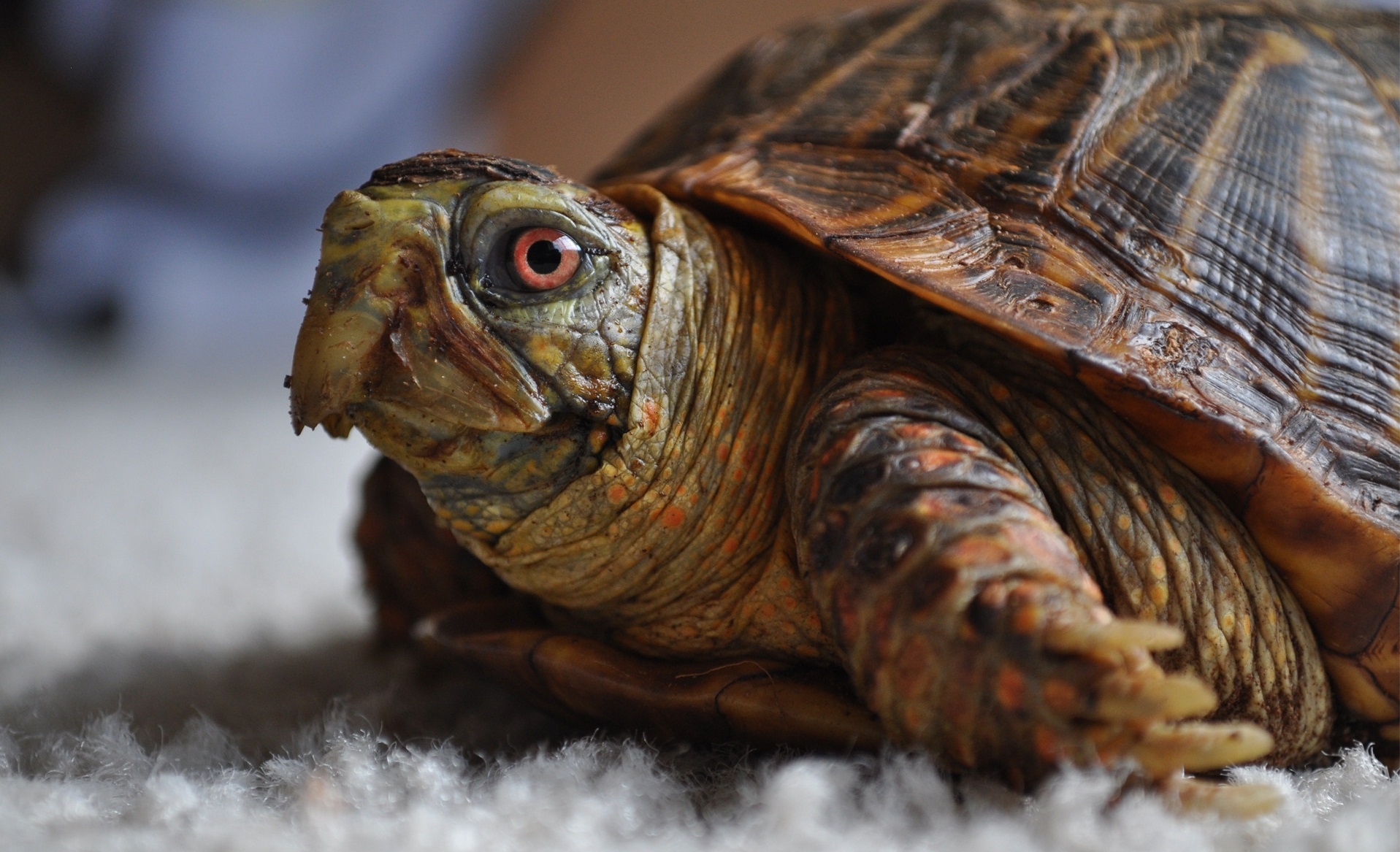 Free download wallpaper Animals, Sight, Opinion, Head, Turtle on your PC desktop