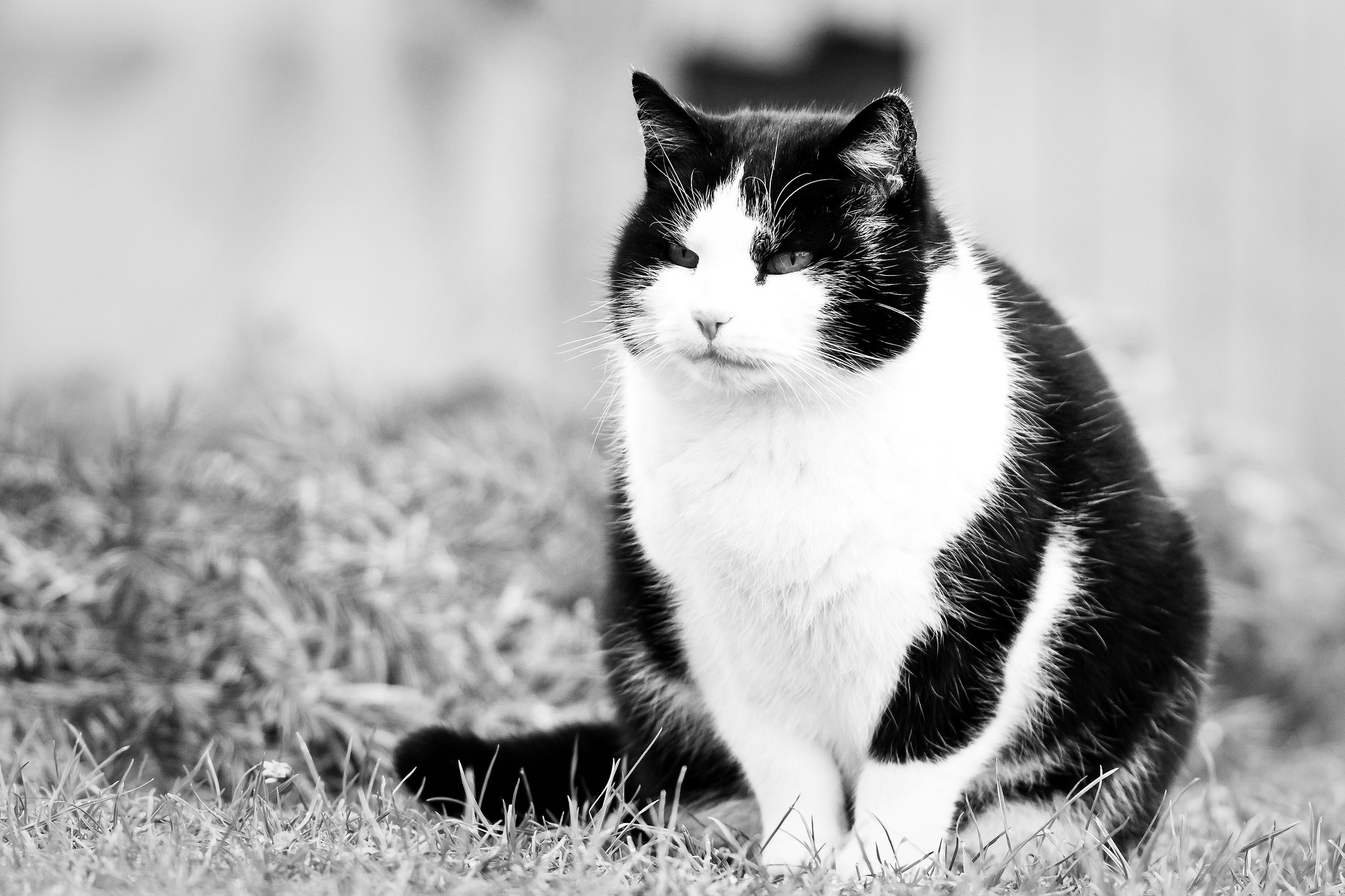 Download mobile wallpaper Cats, Cat, Animal, Black & White, Stare for free.