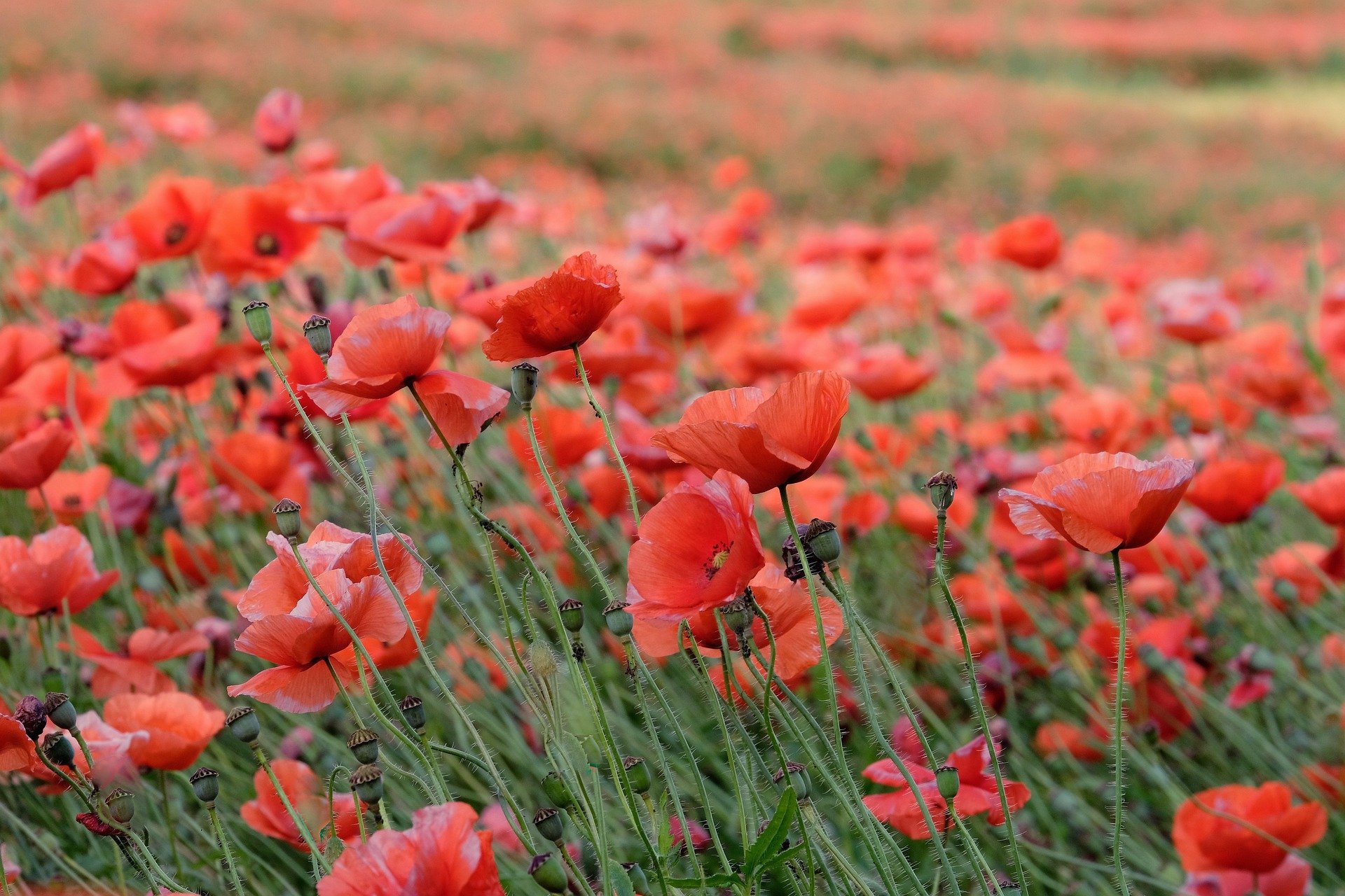 504790 Salvapantallas y fondos de pantalla Flores en tu teléfono. Descarga imágenes de  gratis