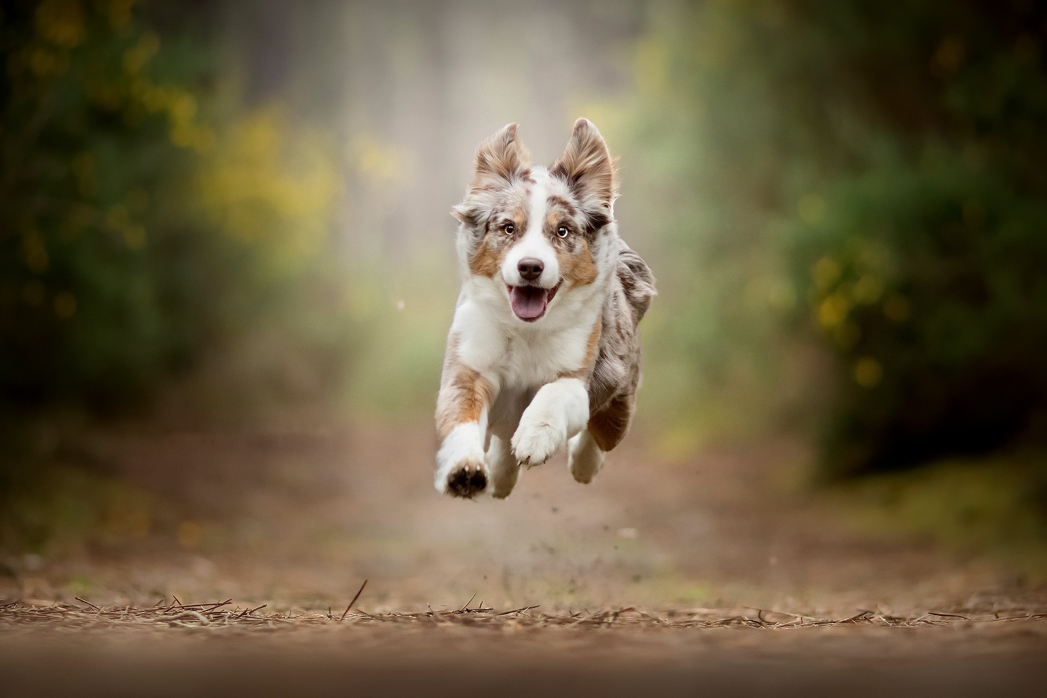 Download mobile wallpaper Dogs, Dog, Animal, Puppy, Australian Shepherd, Baby Animal, Depth Of Field for free.