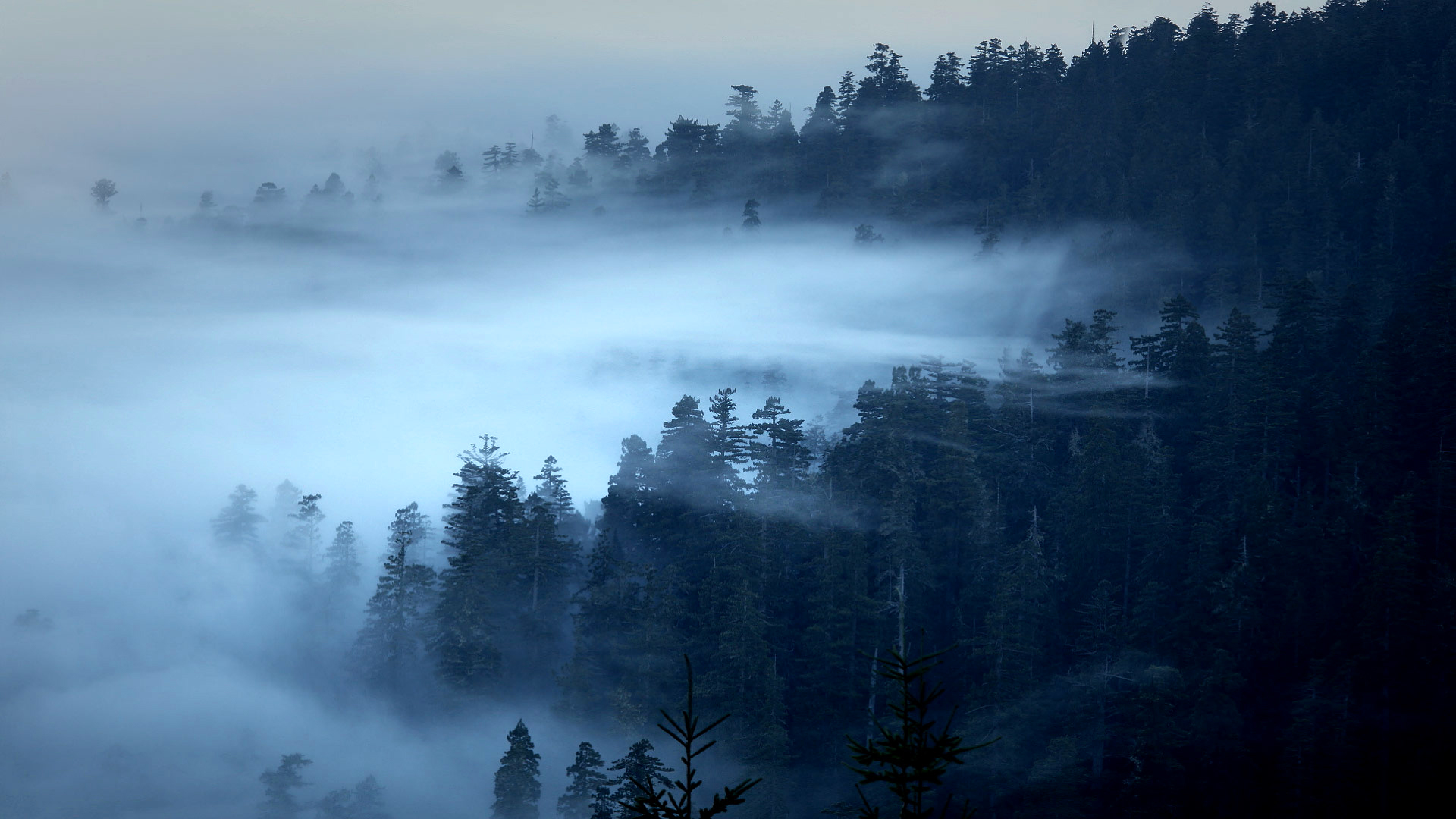 Download mobile wallpaper Nature, Forest, Fog, Earth for free.