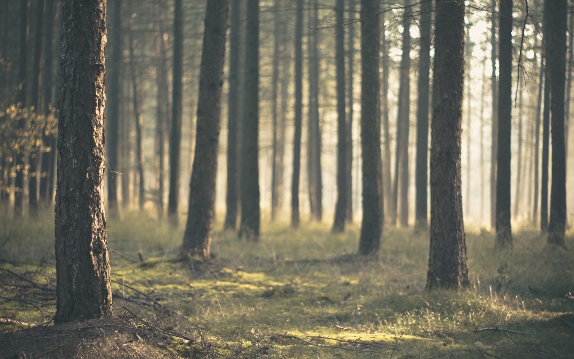 Téléchargez des papiers peints mobile Forêt, Terre/nature gratuitement.