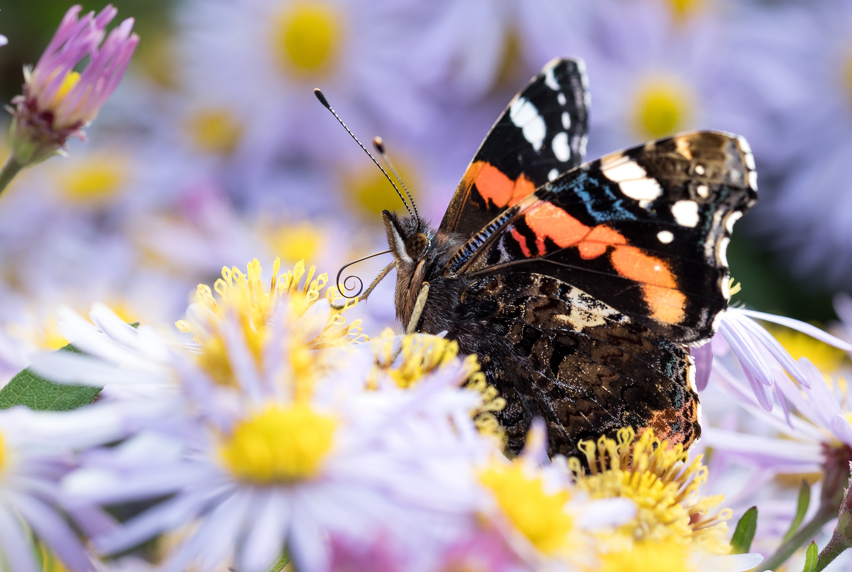 Download mobile wallpaper Flower, Macro, Insect, Butterfly, Animal for free.