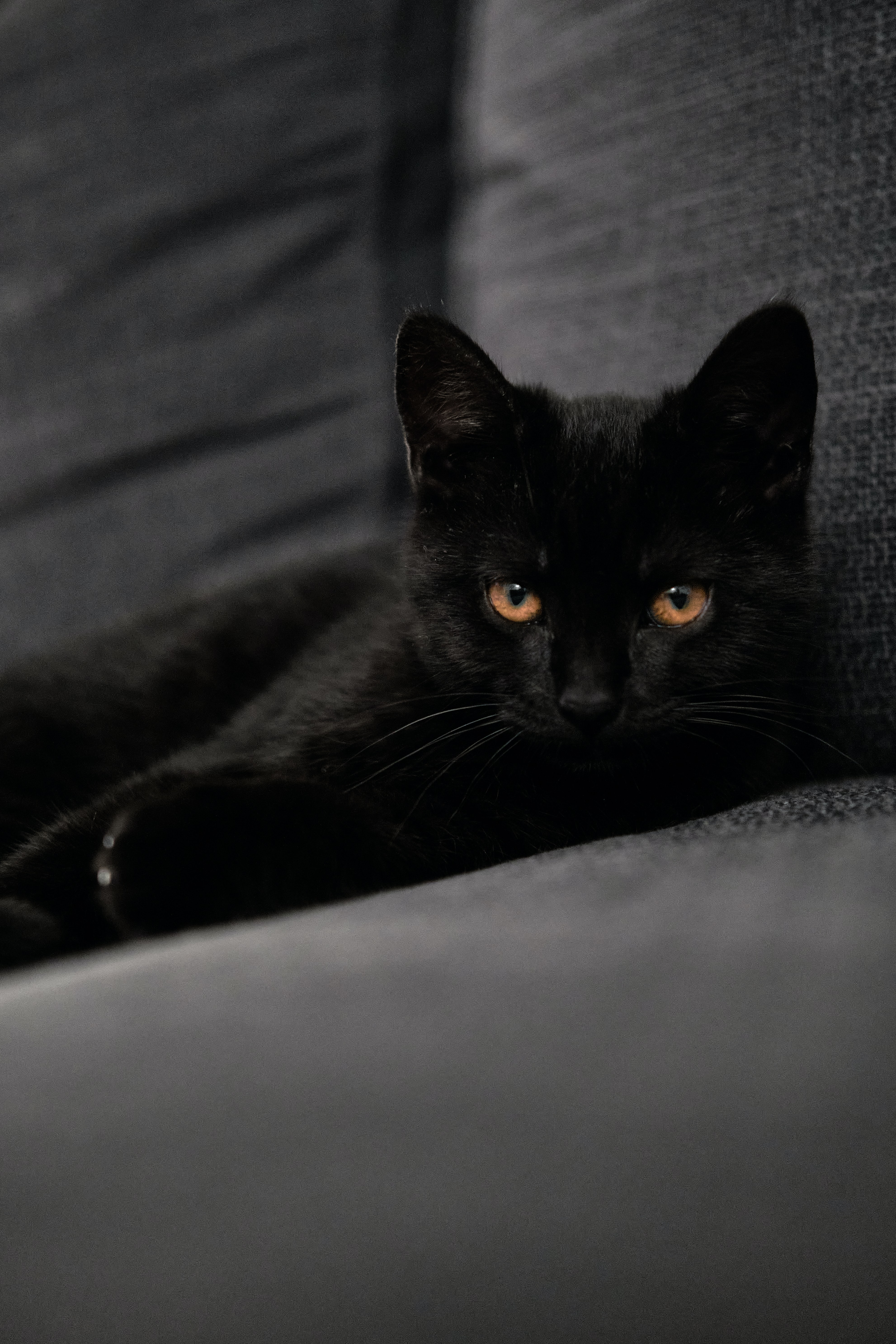 Laden Sie das Das Schwarze, Haustier, Sicht, Meinung, Der Kater, Tiere, Katze-Bild kostenlos auf Ihren PC-Desktop herunter
