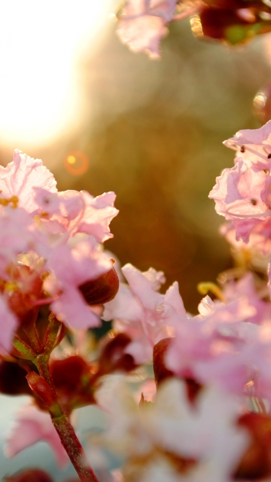 Download mobile wallpaper Flowers, Earth, Spring, Pastel, Blossom for free.