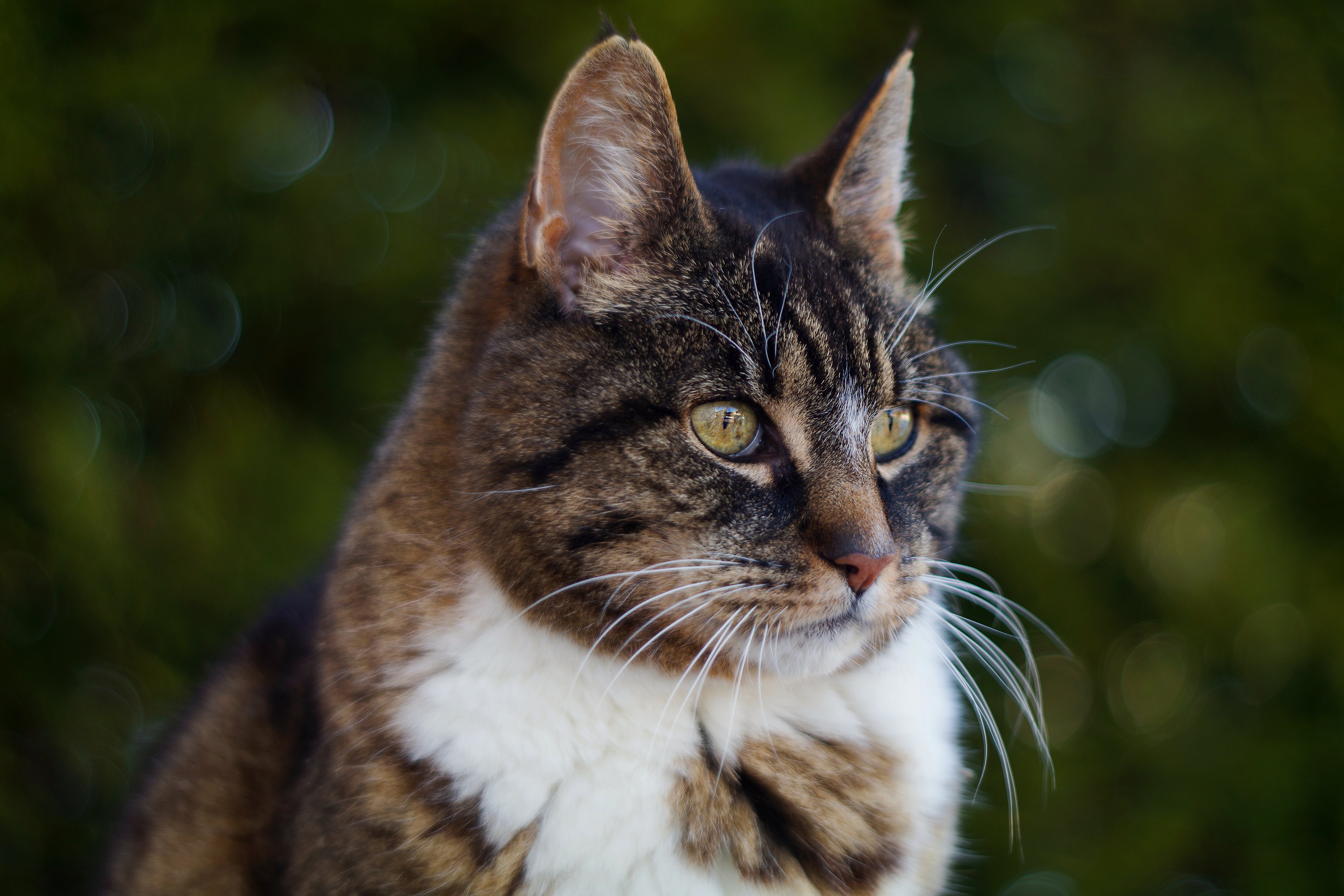 Handy-Wallpaper Tiere, Katzen, Katze, Bokeh kostenlos herunterladen.