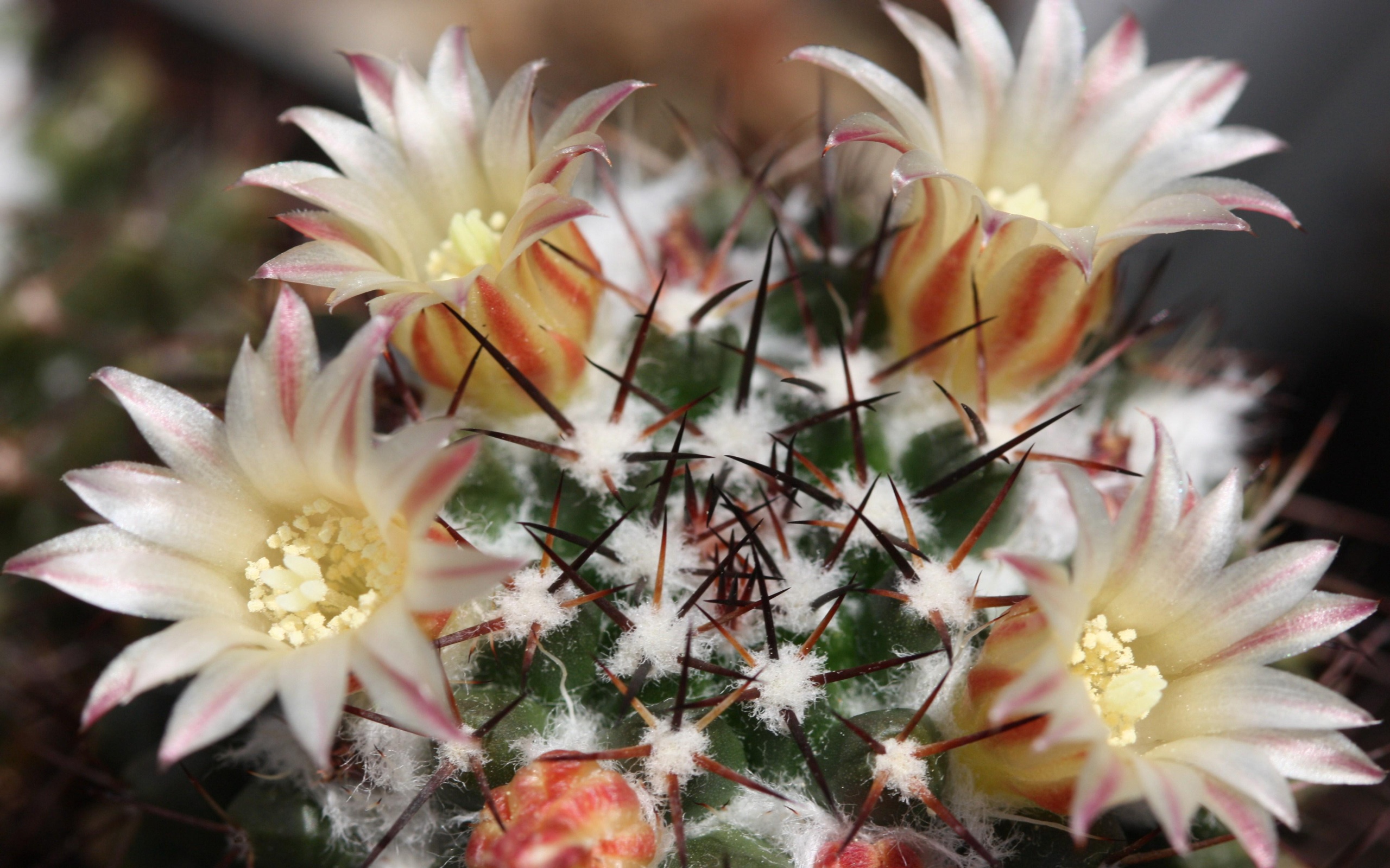 earth, cactus, flower