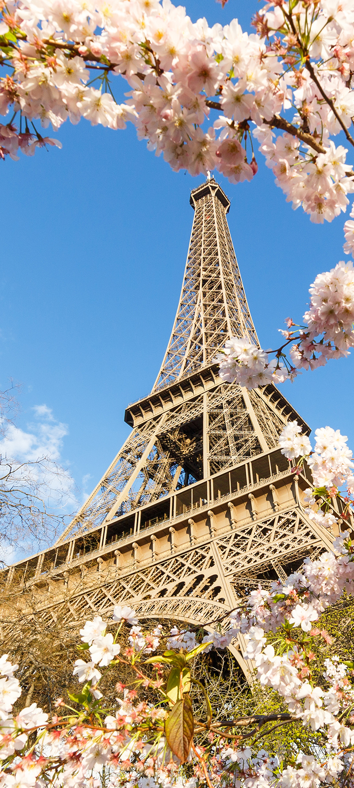 Descarga gratuita de fondo de pantalla para móvil de París, Torre Eiffel, Monumentos, Flor Rosa, Florecer, Francia, Primavera, Monumento, Hecho Por El Hombre.