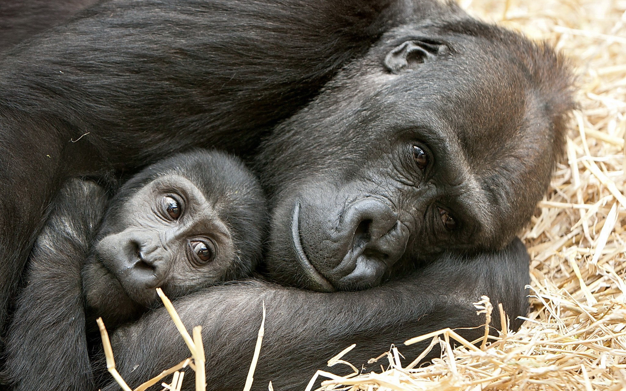 Descarga gratis la imagen Animales, Monos, Gorila, Mono, Primate, Parejas, Bebe Animal en el escritorio de tu PC
