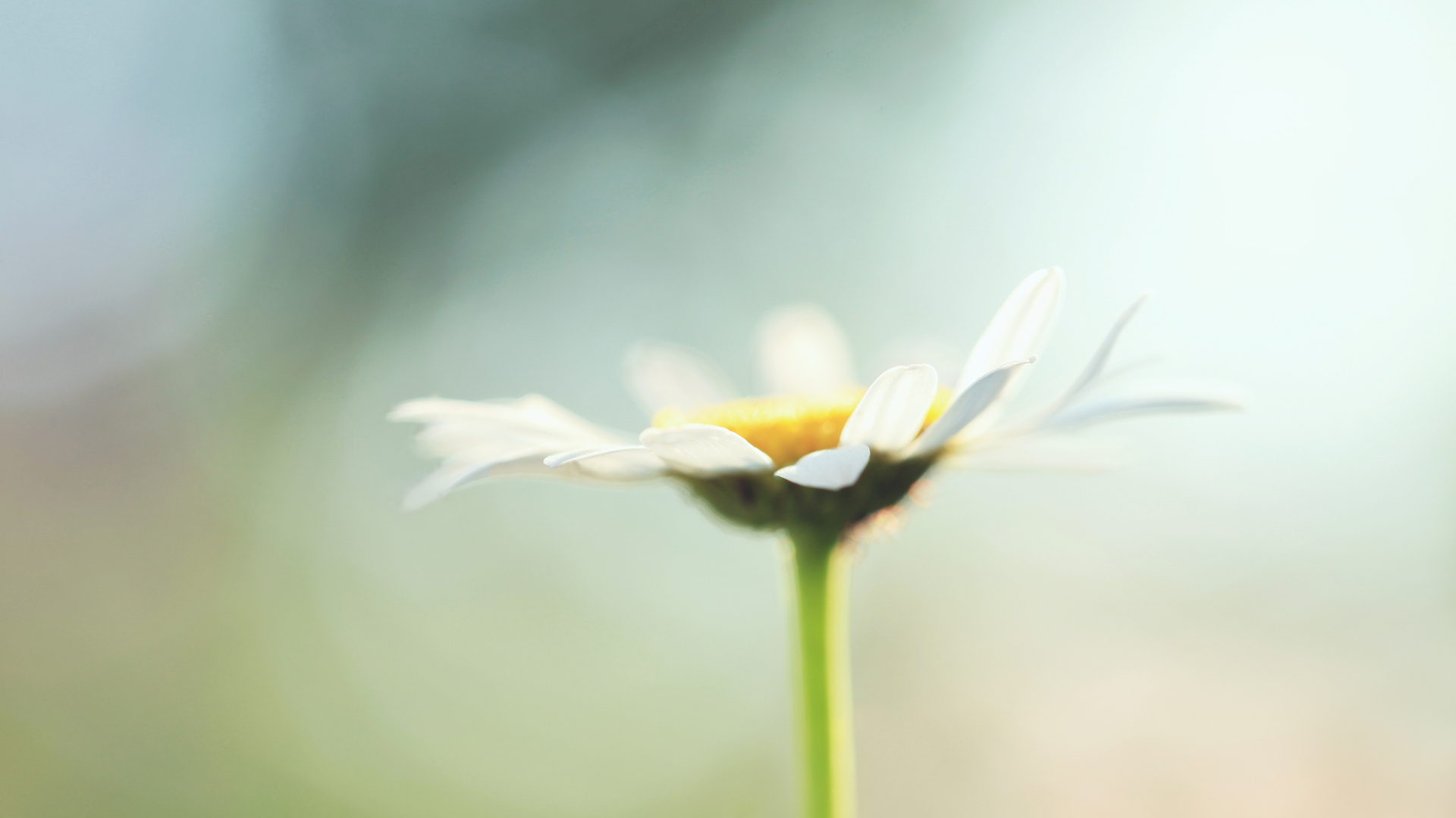 Téléchargez gratuitement l'image Fleurs, Fleur, Terre/nature sur le bureau de votre PC