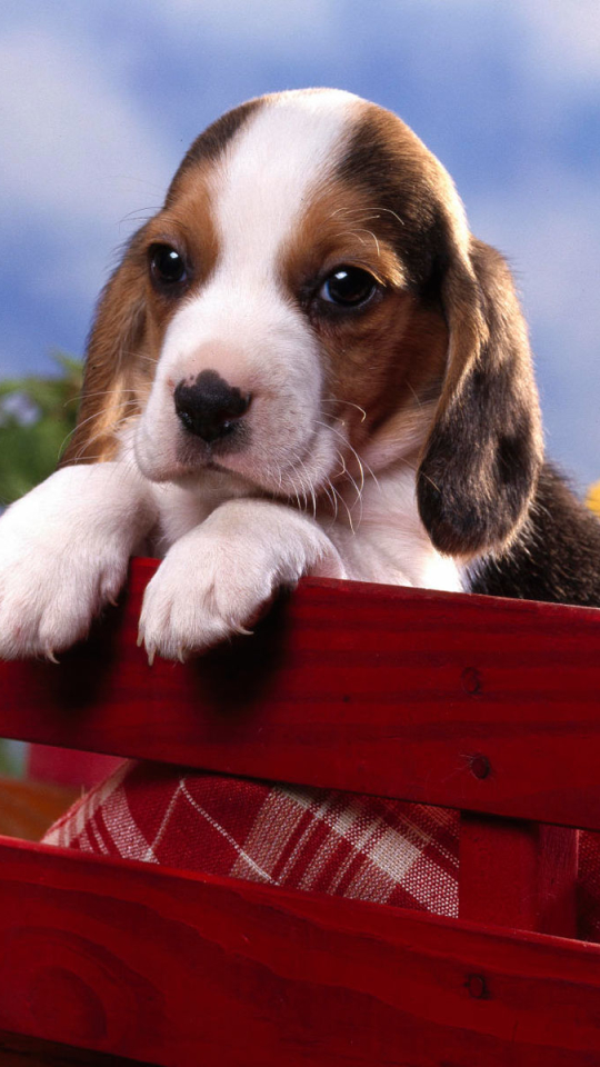 Download mobile wallpaper Dog, Animal, Puppy, Cute for free.