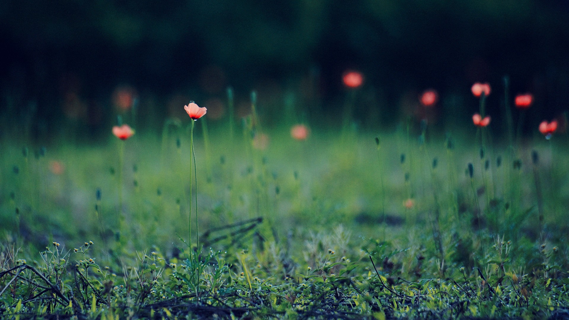 Descarga gratis la imagen Flores, Flor, Tierra/naturaleza en el escritorio de tu PC