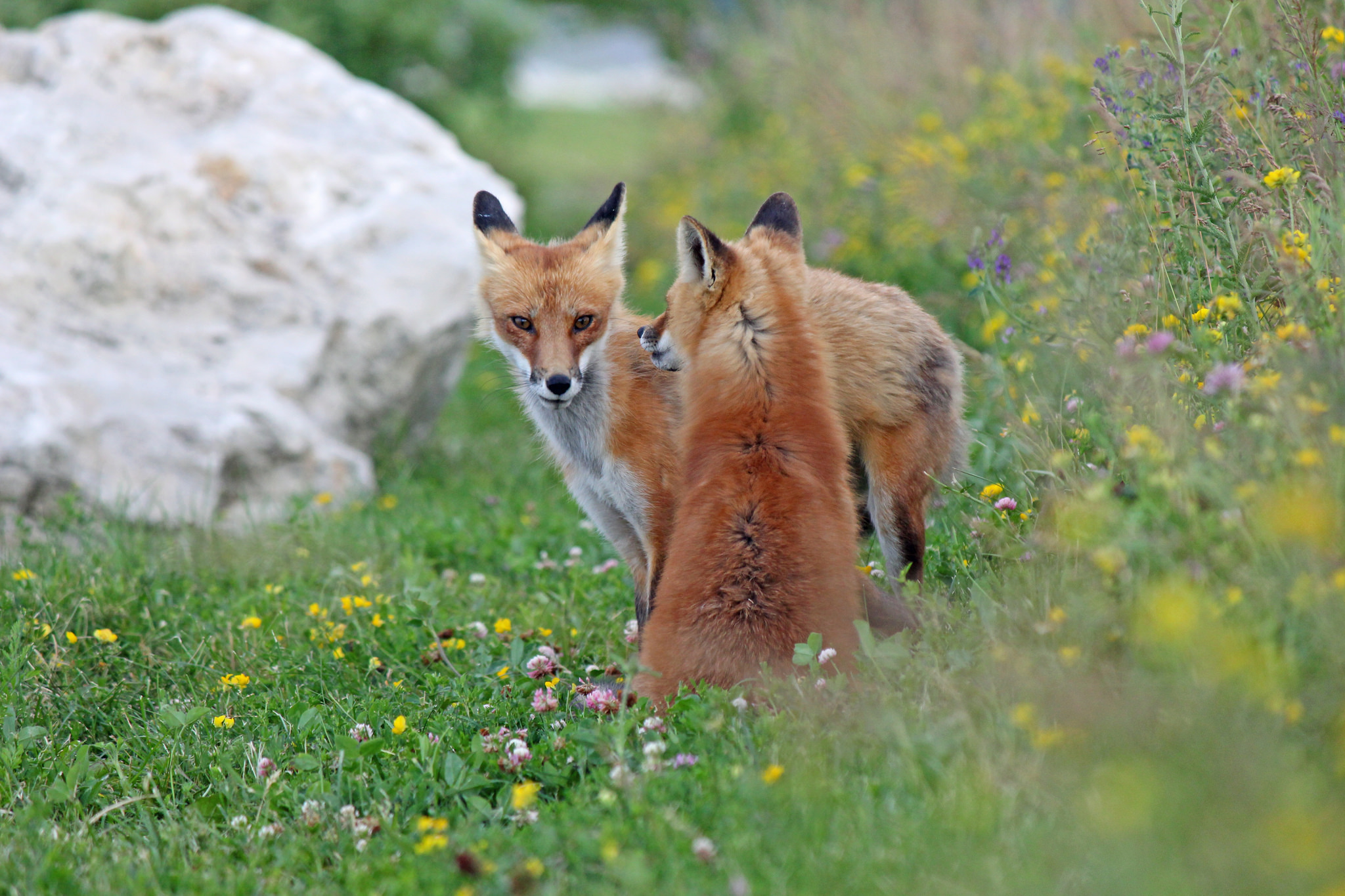 Laden Sie das Tiere, Fuchs, Gras-Bild kostenlos auf Ihren PC-Desktop herunter