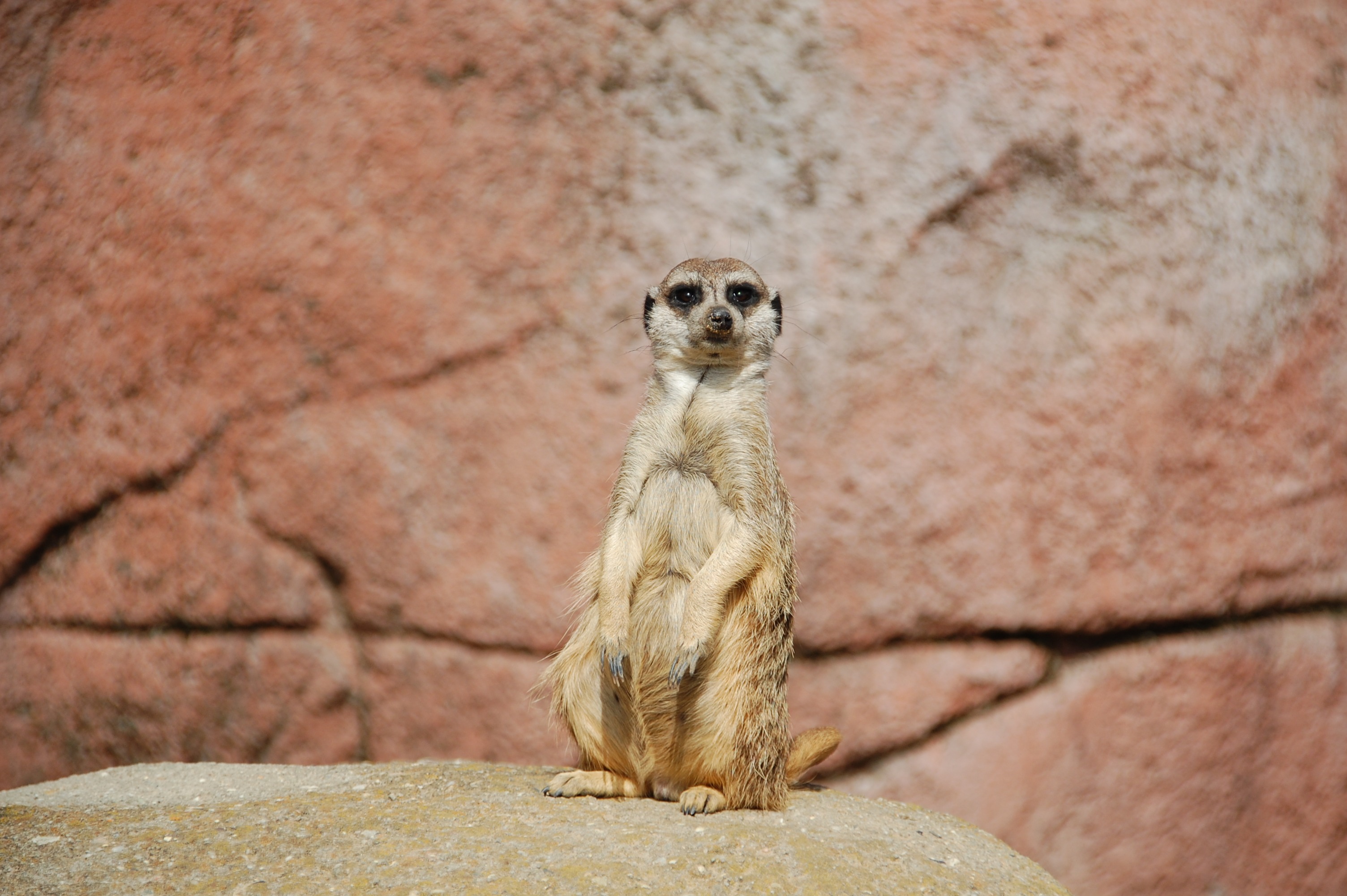 animals, meerkat, cool, is sitting, sits, surikat