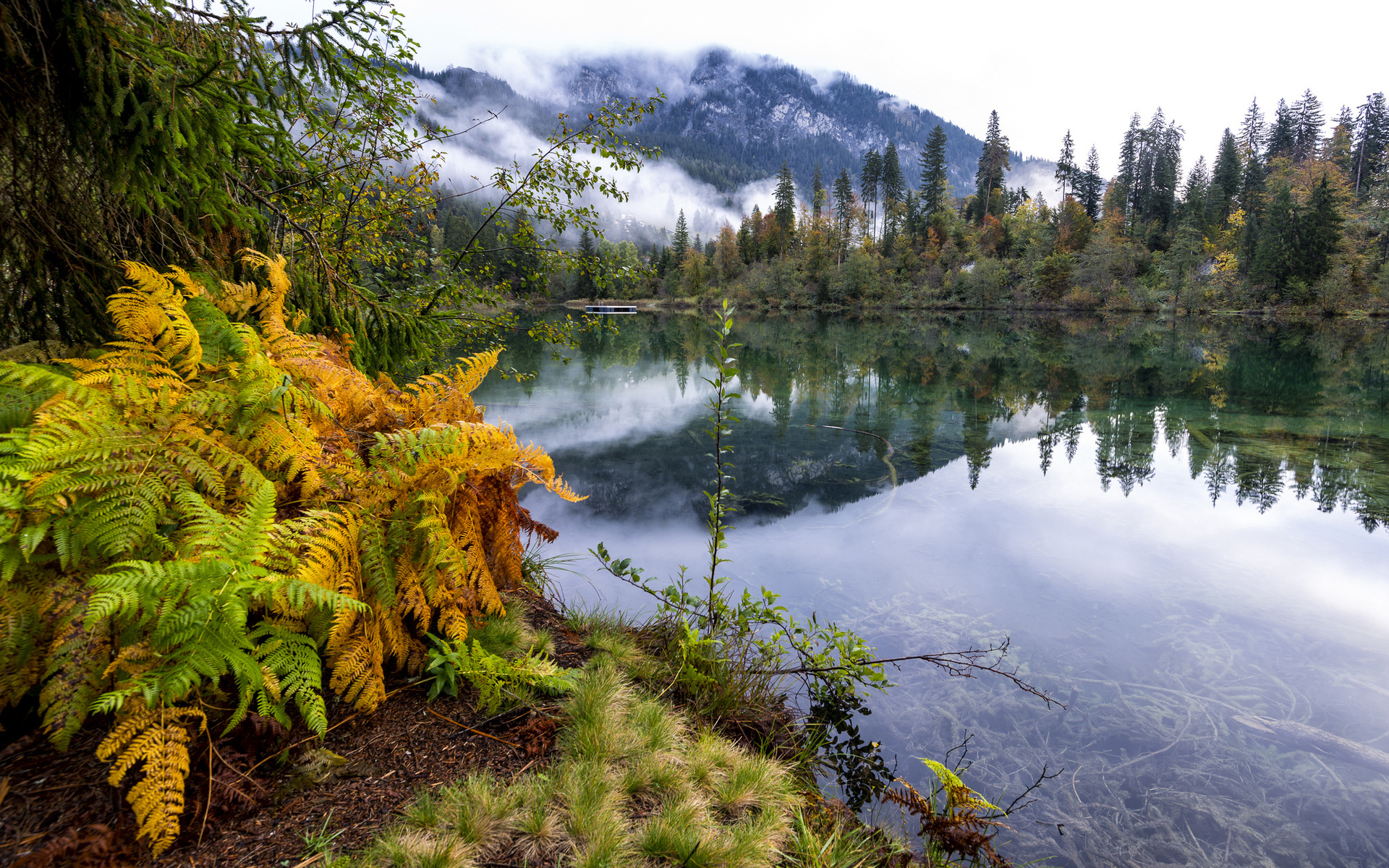 Download mobile wallpaper Lake, Fern, Earth, River for free.