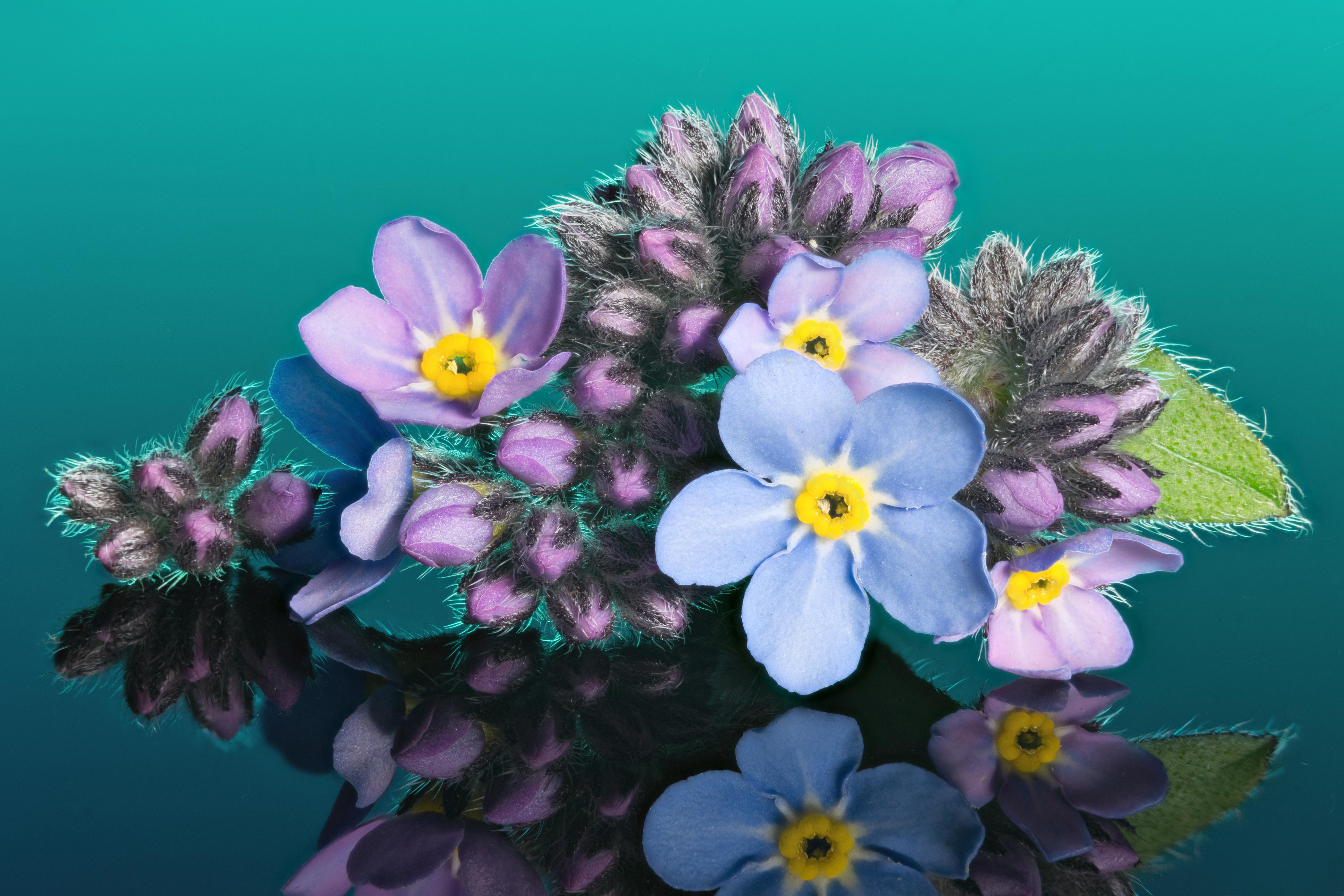 Handy-Wallpaper Natur, Blumen, Blume, Erde/natur, Spiegelung, Pinke Blume, Blaue Blume kostenlos herunterladen.
