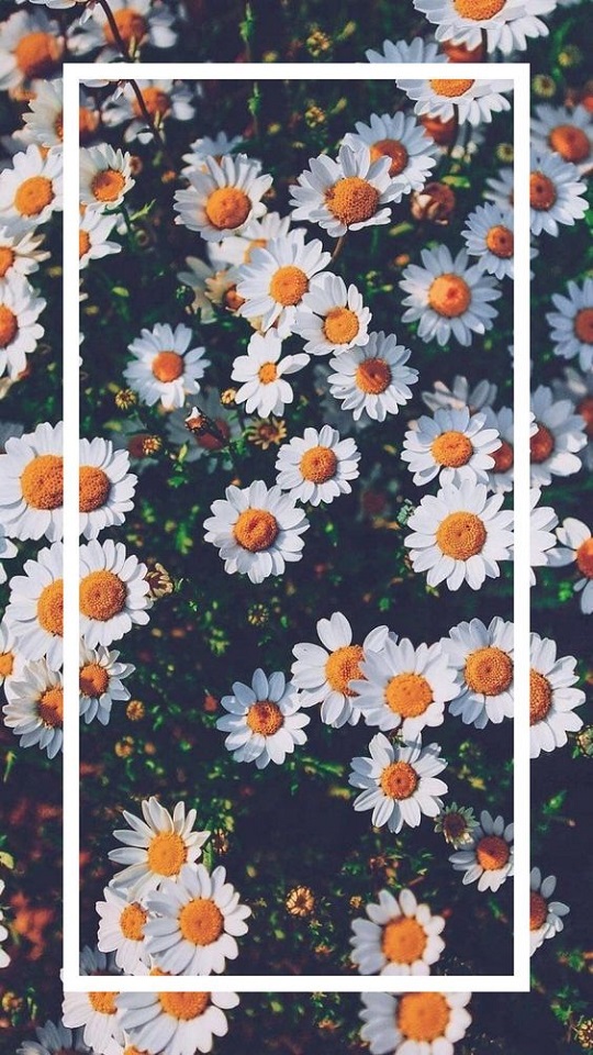 Handy-Wallpaper Natur, Blumen, Blume, Gänseblümchen, Erde/natur kostenlos herunterladen.