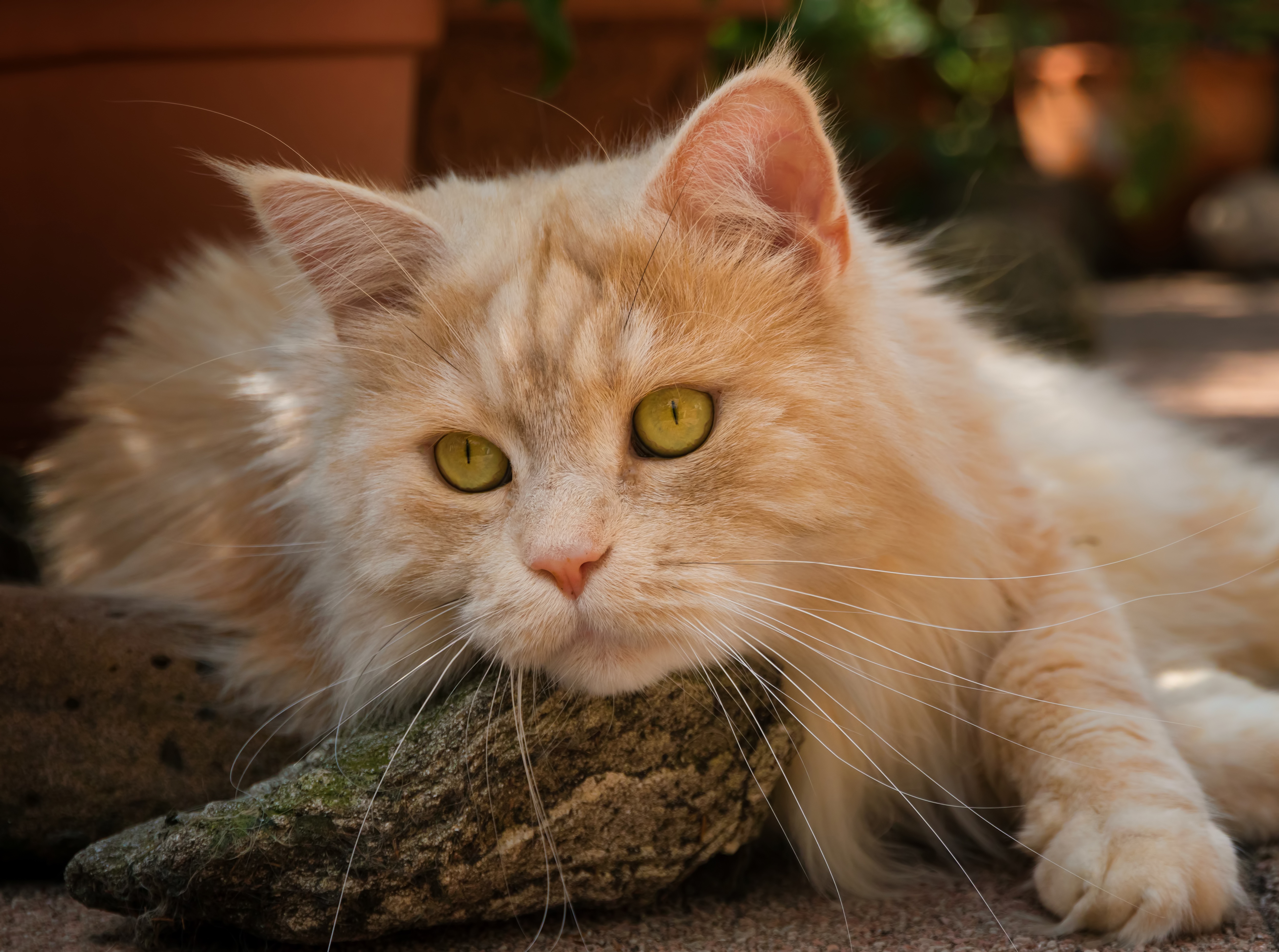 Baixe gratuitamente a imagem Animais, Gatos, Gato na área de trabalho do seu PC