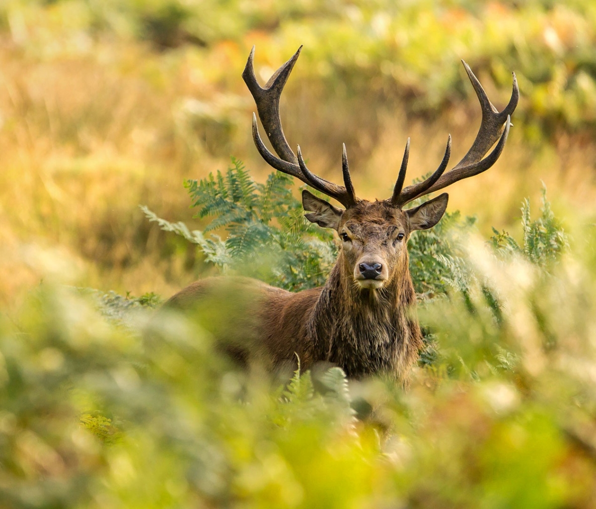 Laden Sie das Tiere, Hirsch, Starren, Tiefenschärfe-Bild kostenlos auf Ihren PC-Desktop herunter