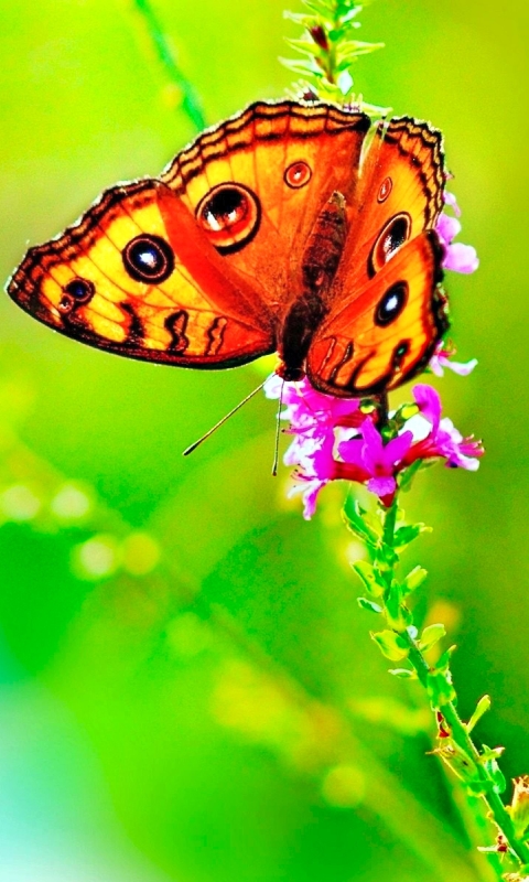 Download mobile wallpaper Nature, Butterfly, Animal, Colorful, Spring for free.