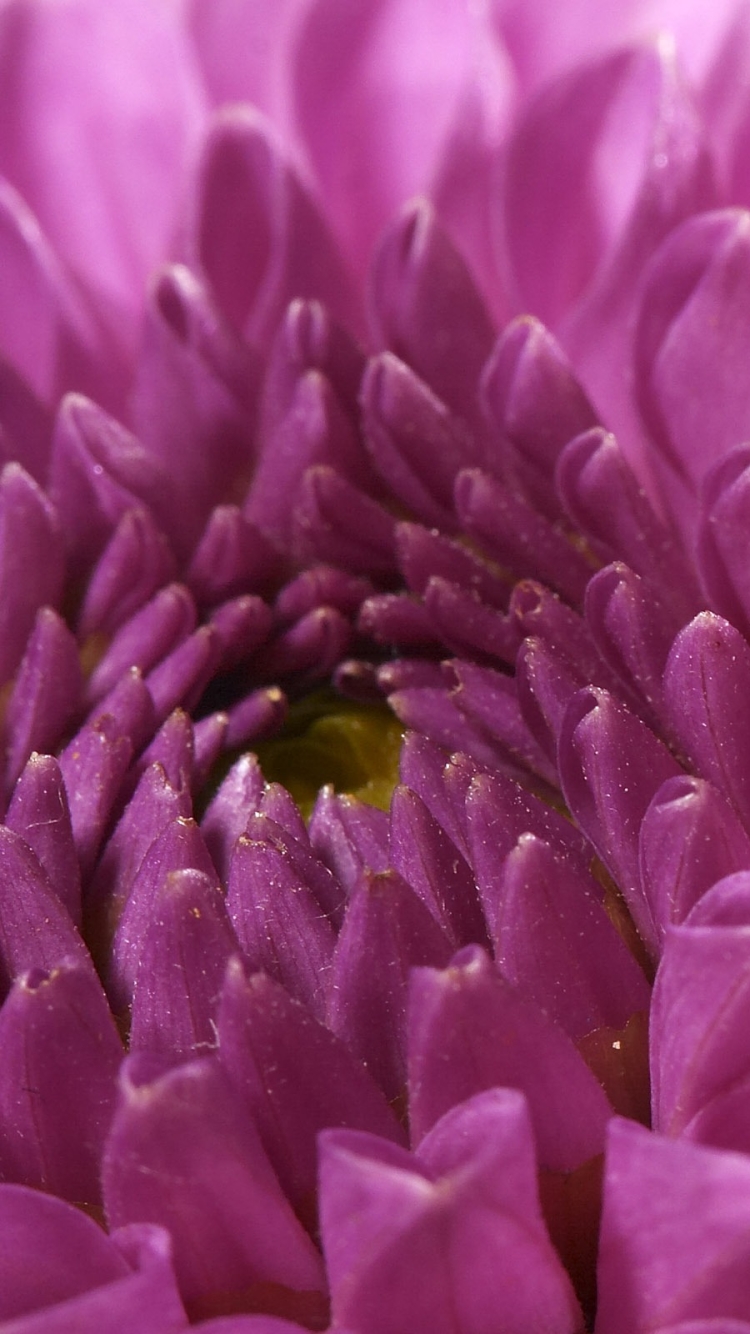 Descarga gratuita de fondo de pantalla para móvil de Flores, Flor, Tierra/naturaleza.